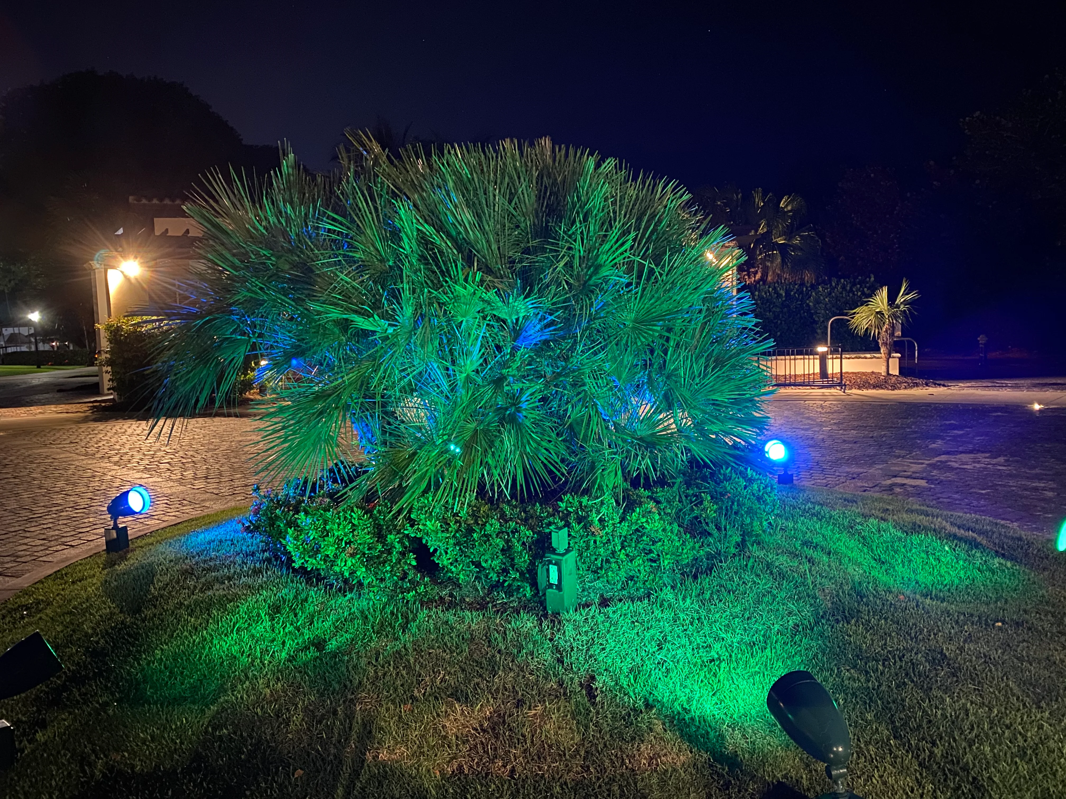 European Fan Palm Multi, Mediterranean Fan Palm - Image 5