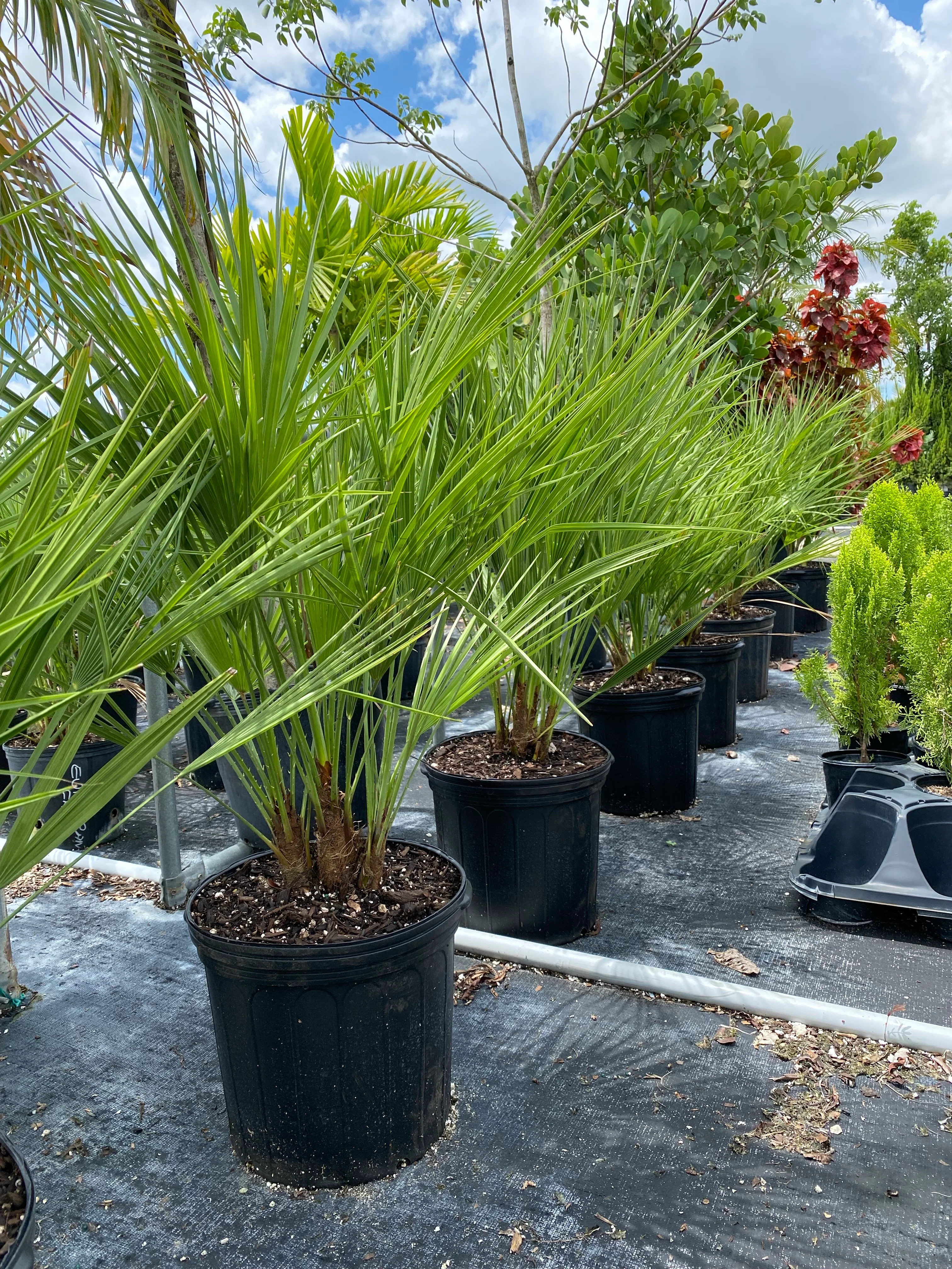 European Fan Palm Multi, Mediterranean Fan Palm - Image 7