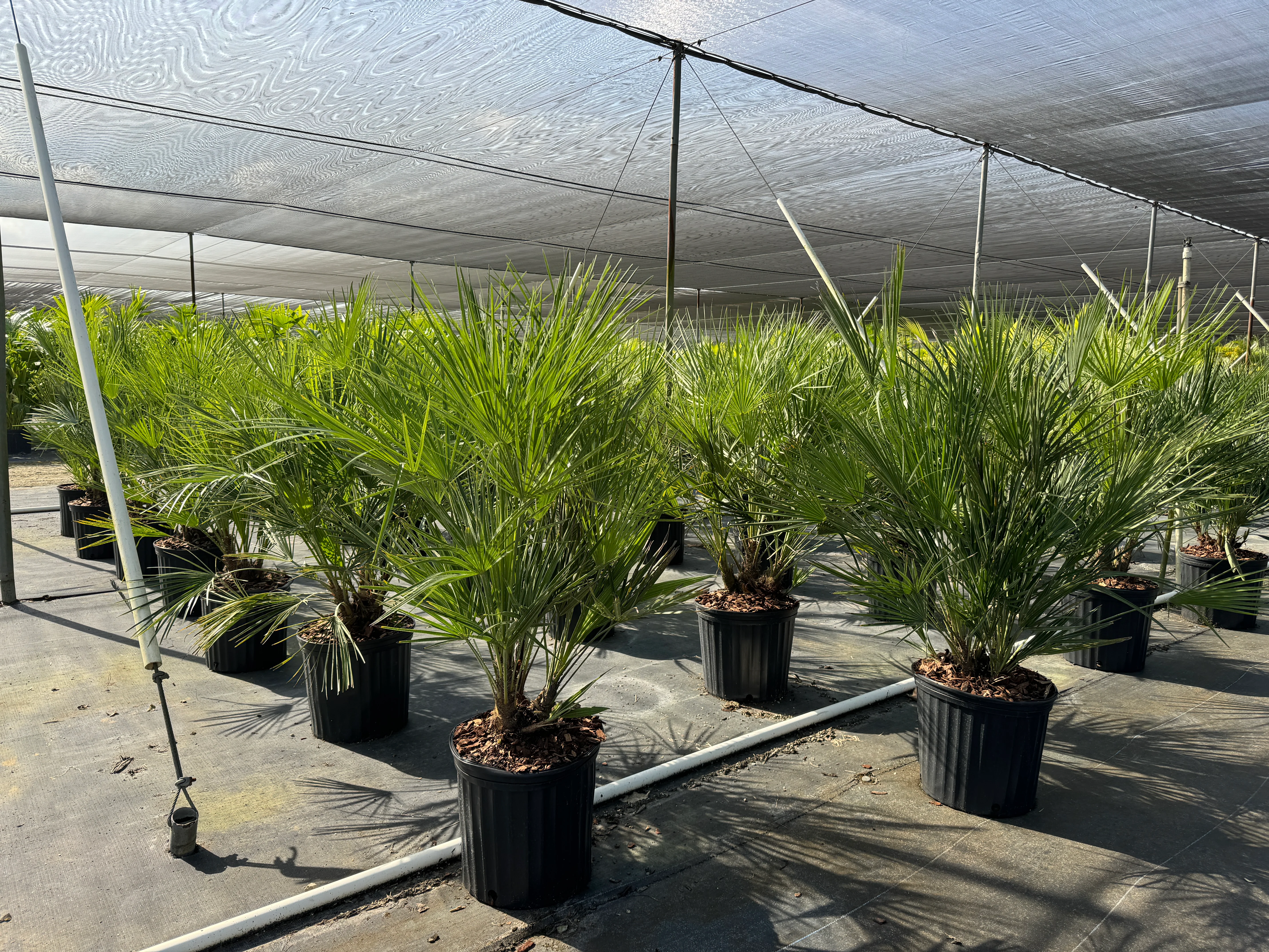 European Fan Palm Multi, Mediterranean Fan Palm - Image 8