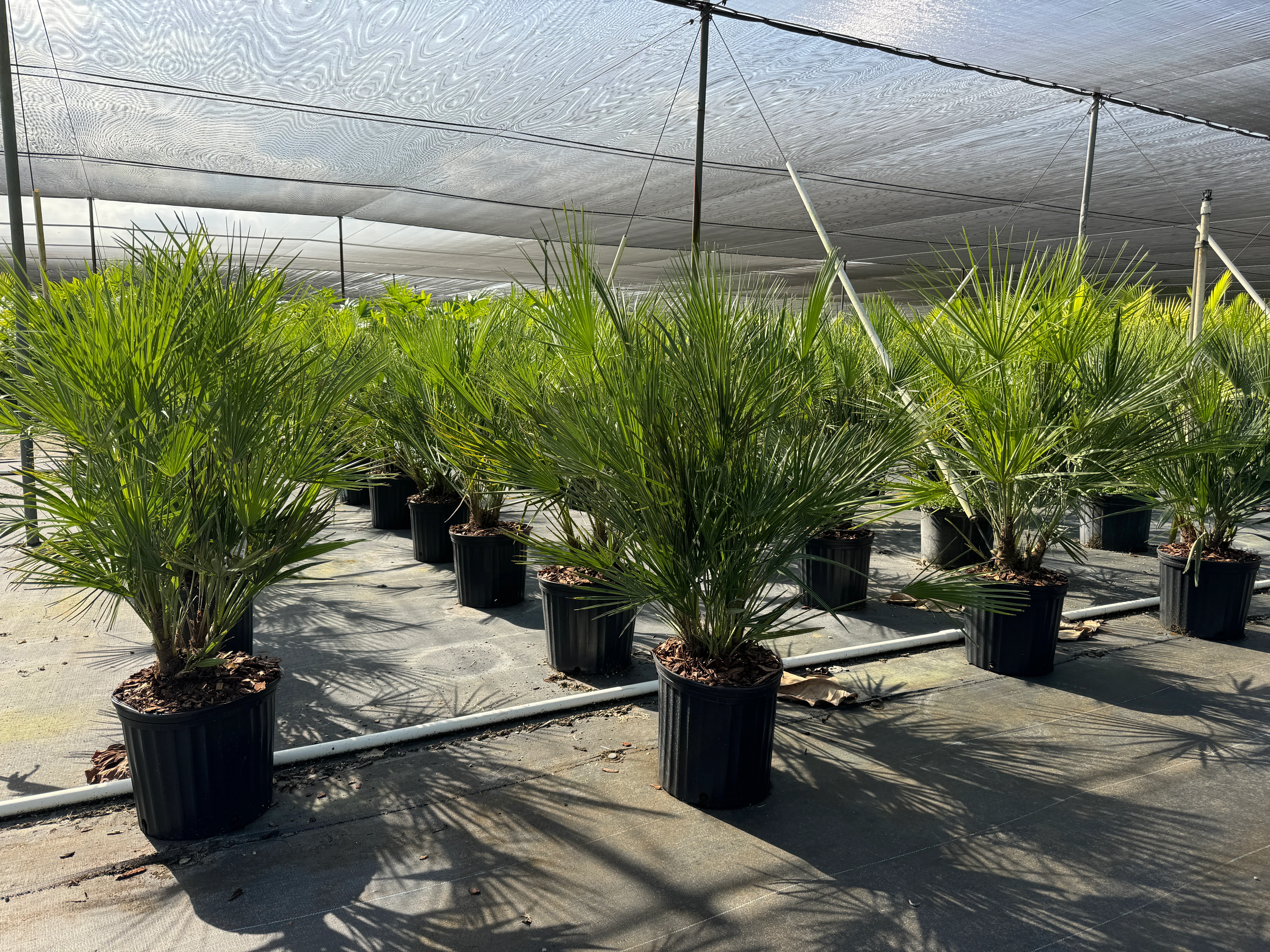 European Fan Palm Multi, Mediterranean Fan Palm - Image 9