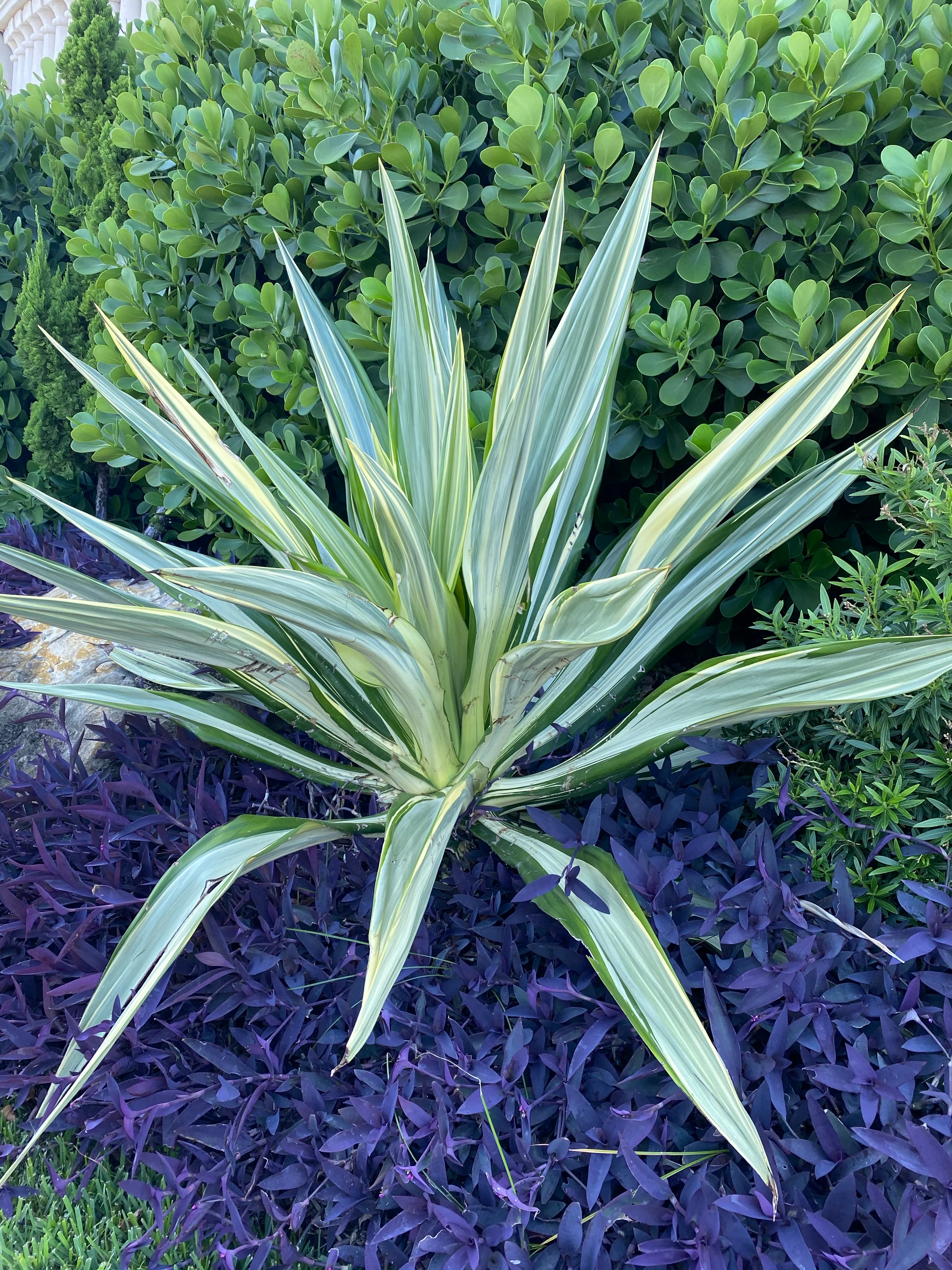 False Agave, Variegated Agave - Image 3