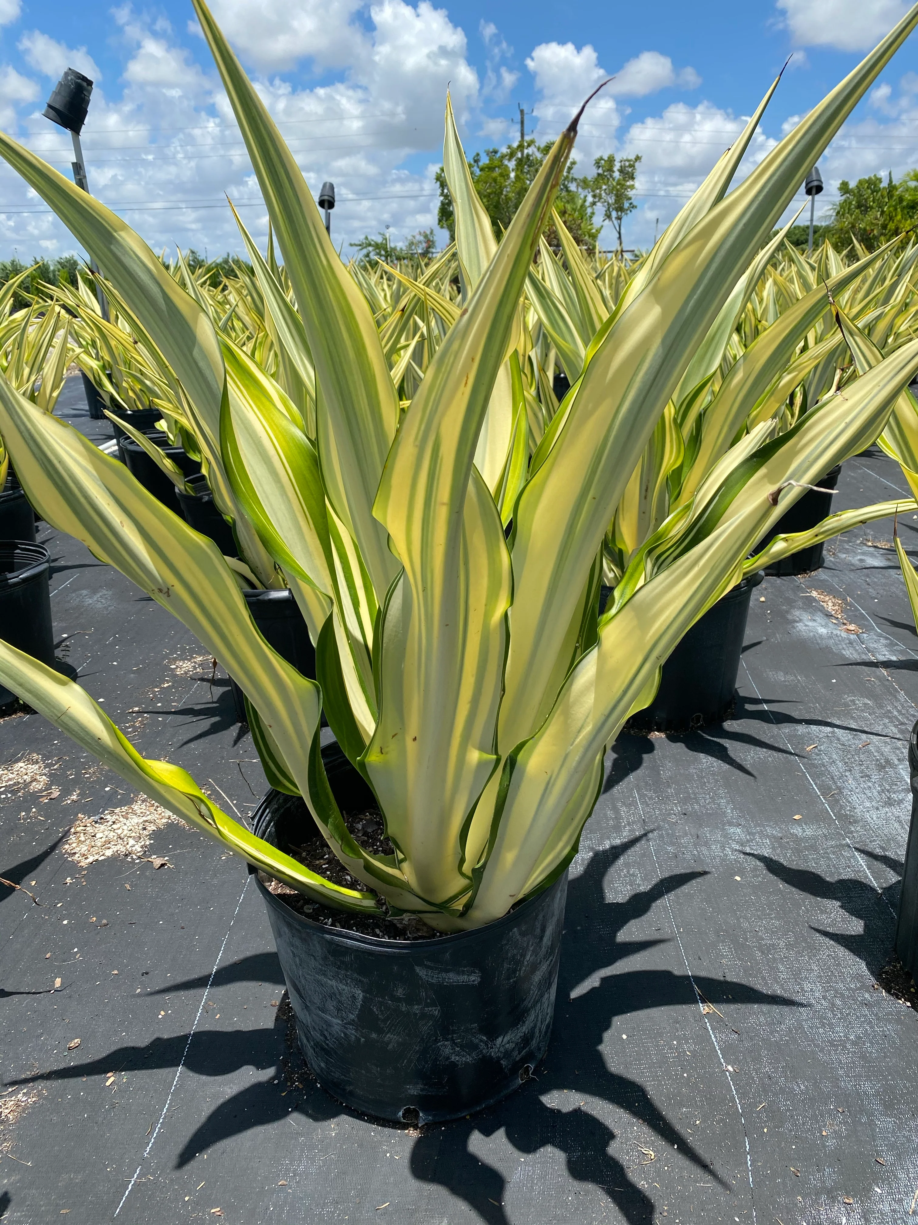 False Agave, Variegated Agave - Image 4