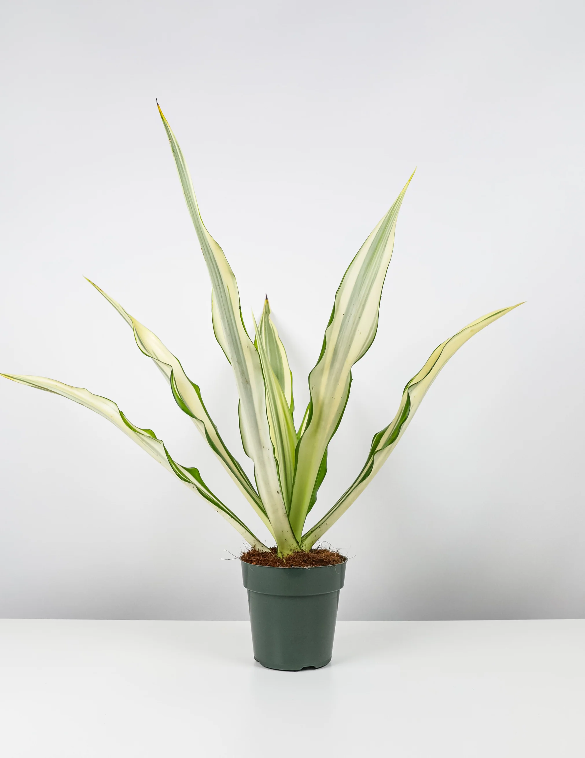 False Agave, Variegated Agave - Image 5