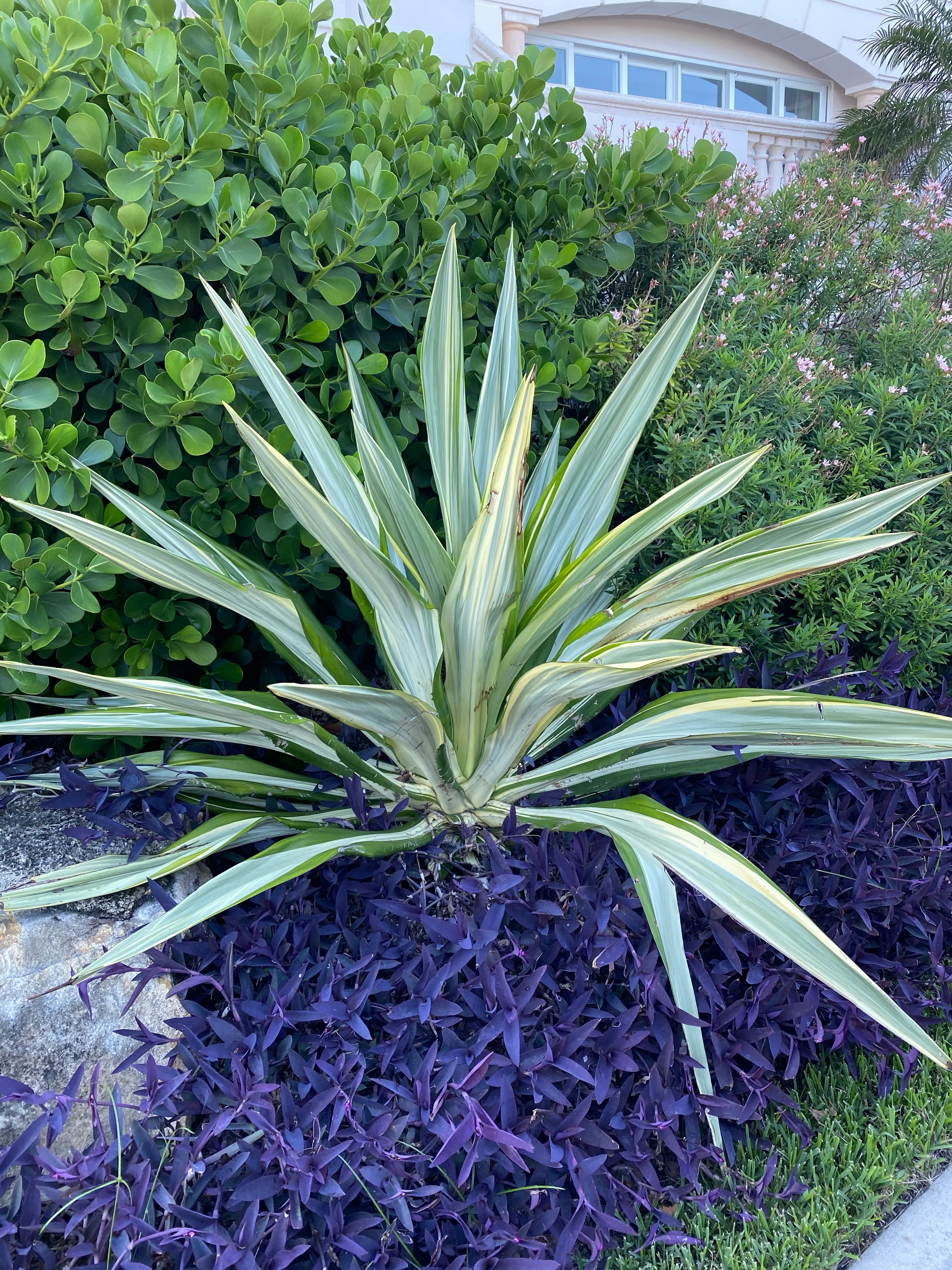 False Agave, Variegated Agave - Image 6