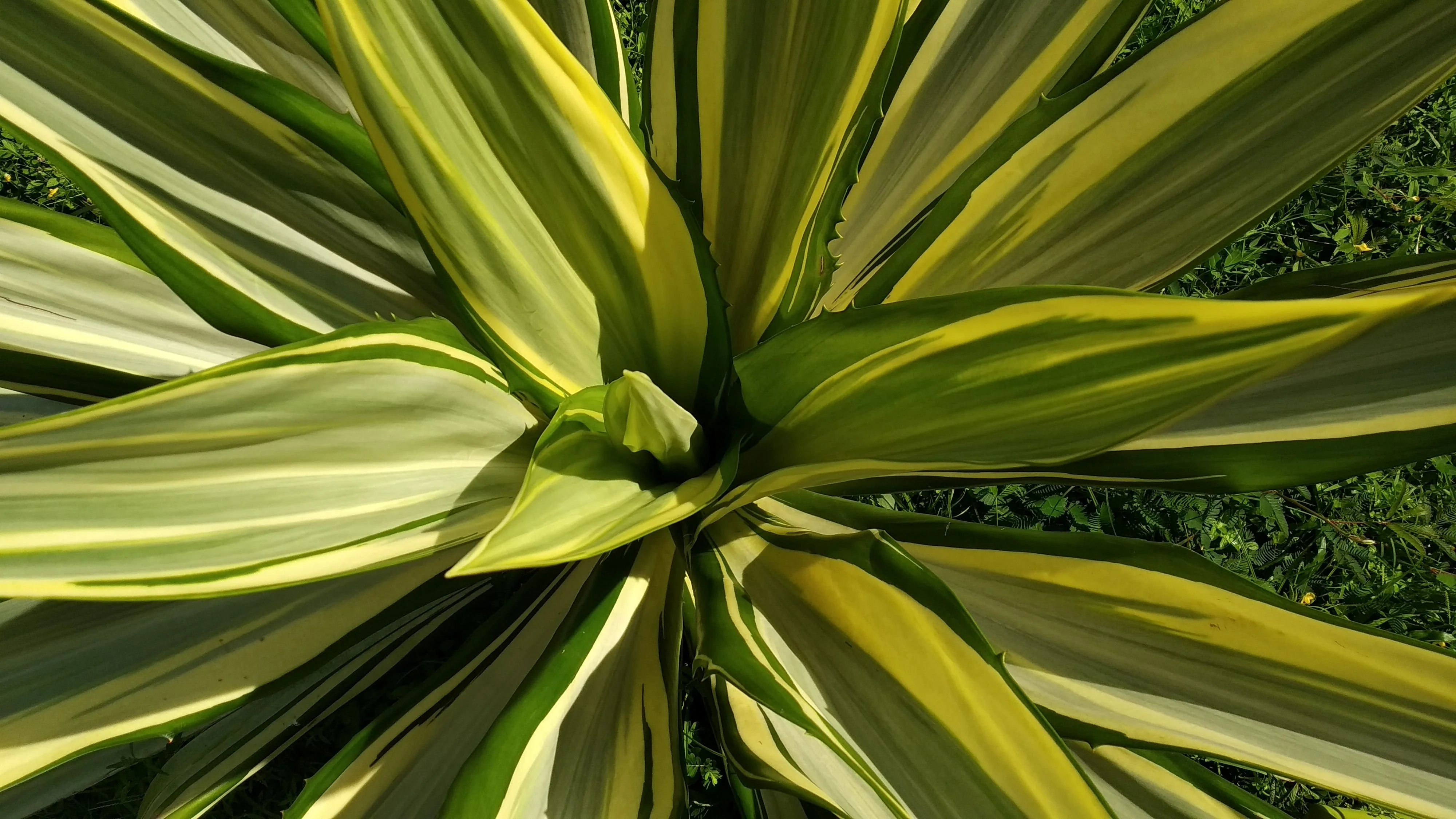 False Agave, Variegated Agave - Image 7