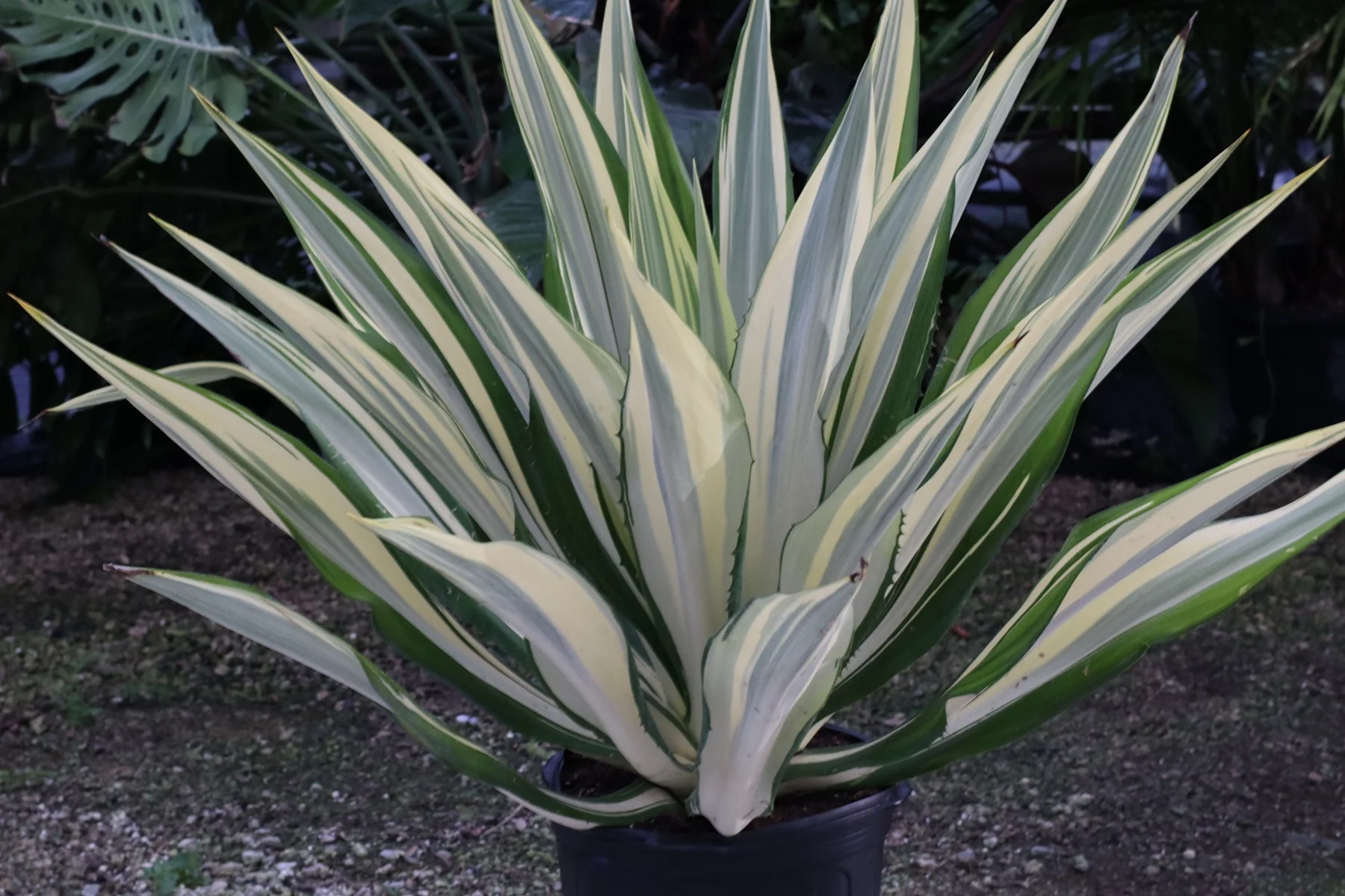 False Agave, Variegated Agave - Image 8