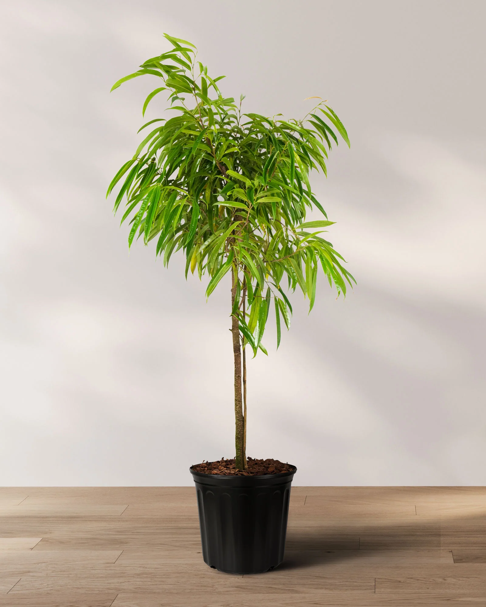 Ficus Alii Tree Form Single Stem, Ficus Maclellandii - Image 6