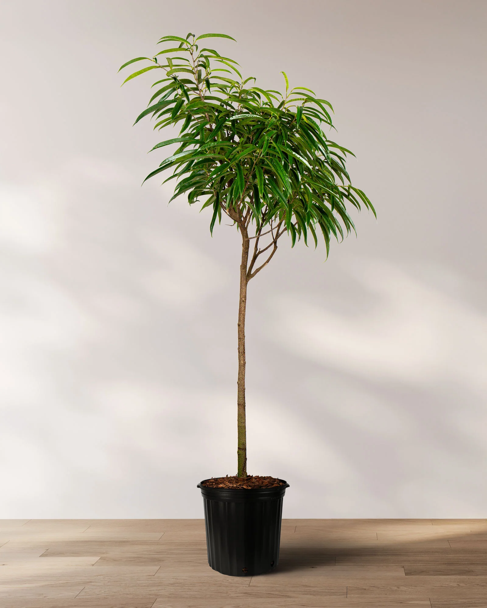 Ficus Alii Tree Form Single Stem, Ficus Maclellandii - Image 7