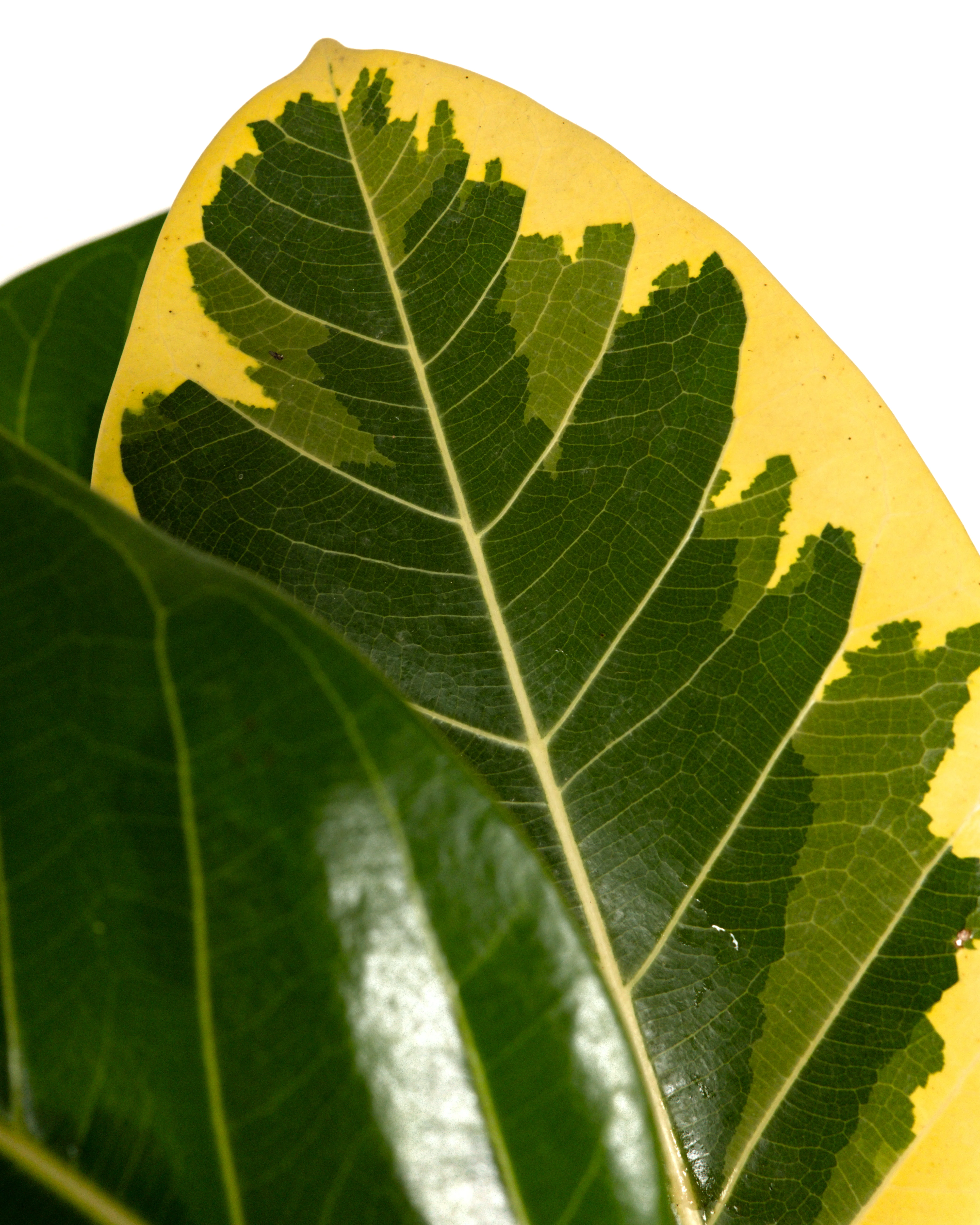 Ficus Altissima Bush, Variegated Yellow Gem Rubber Tree - Image 3