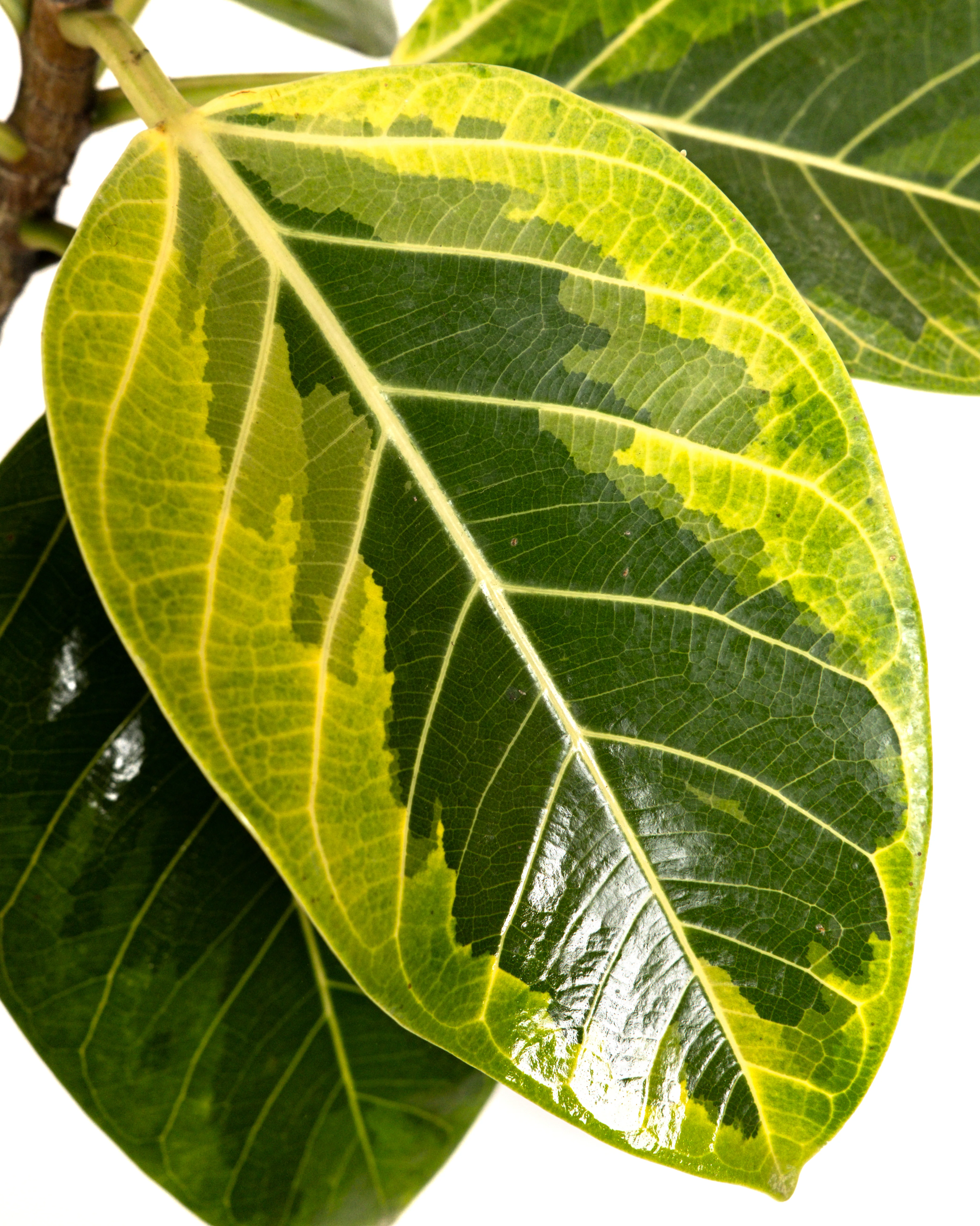 Ficus Altissima Bush, Variegated Yellow Gem Rubber Tree - Image 4