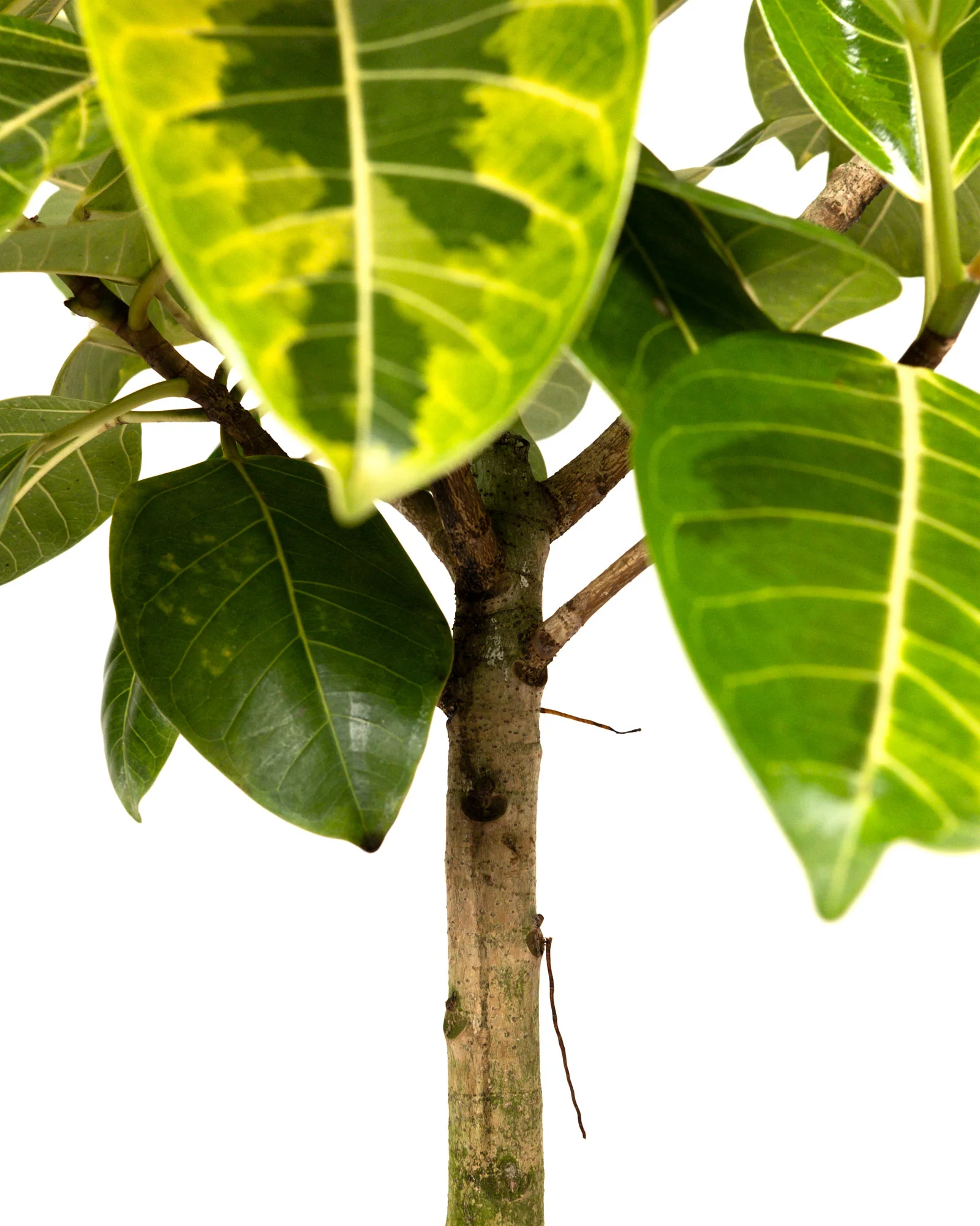 Ficus Altissima Tree Form Single Stem, Variegated Yellow Gem Rubber Tree - Image 6