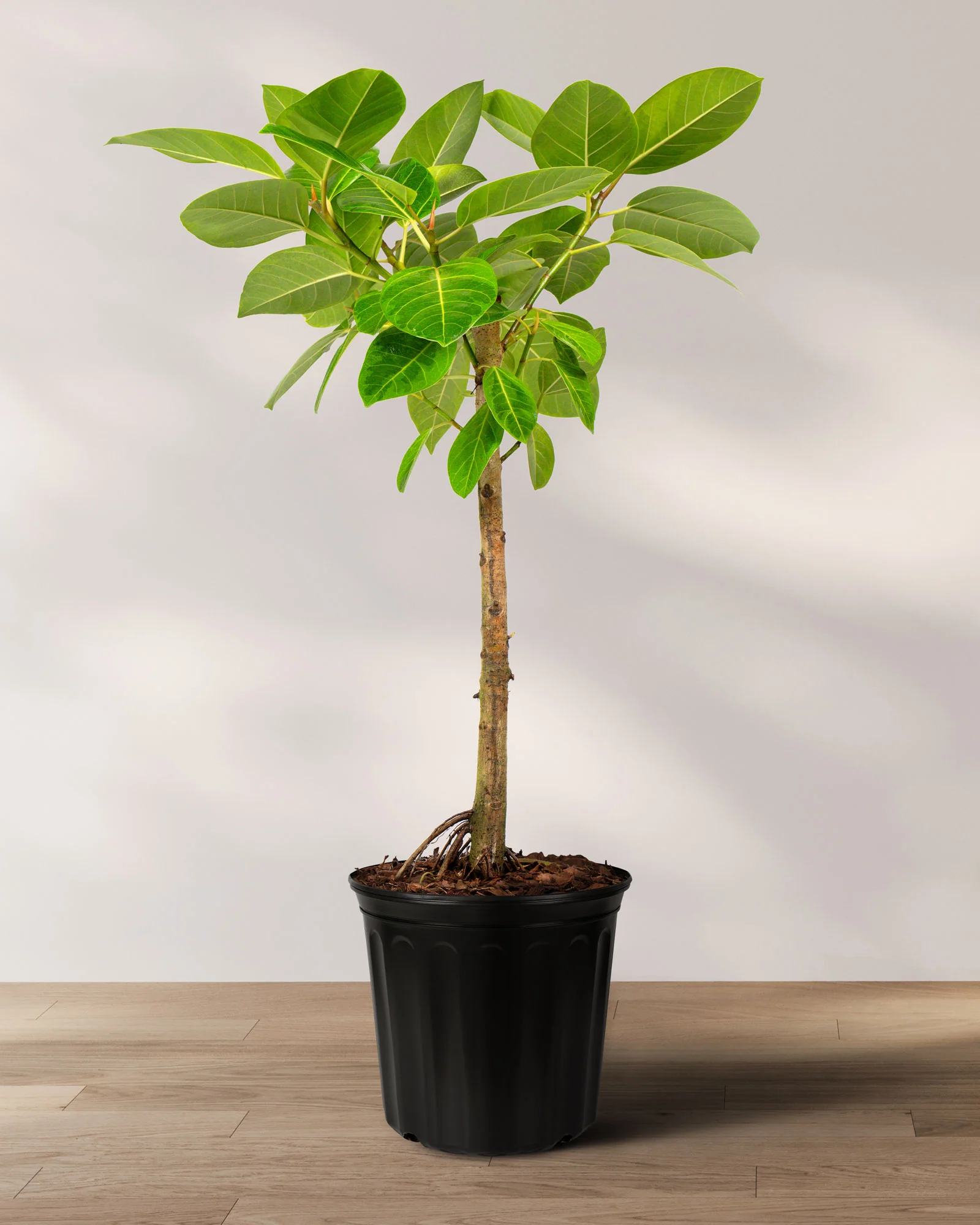 Ficus Altissima Tree Form Single Stem, Variegated Yellow Gem Rubber Tree - Image 7