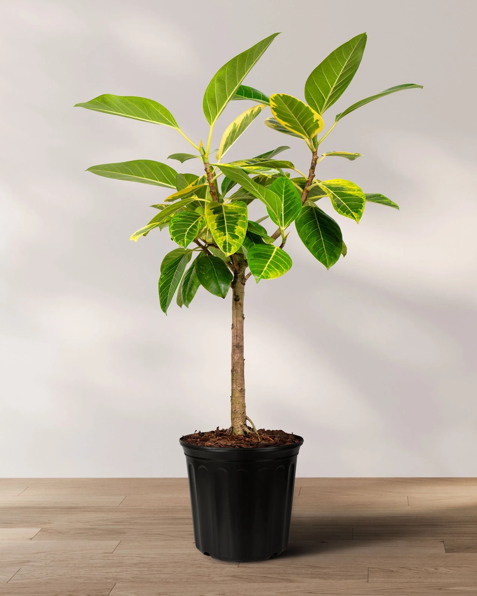 Ficus Altissima Tree Form Multibranch, Variegated Yellow Gem Rubber Tree - Image 3