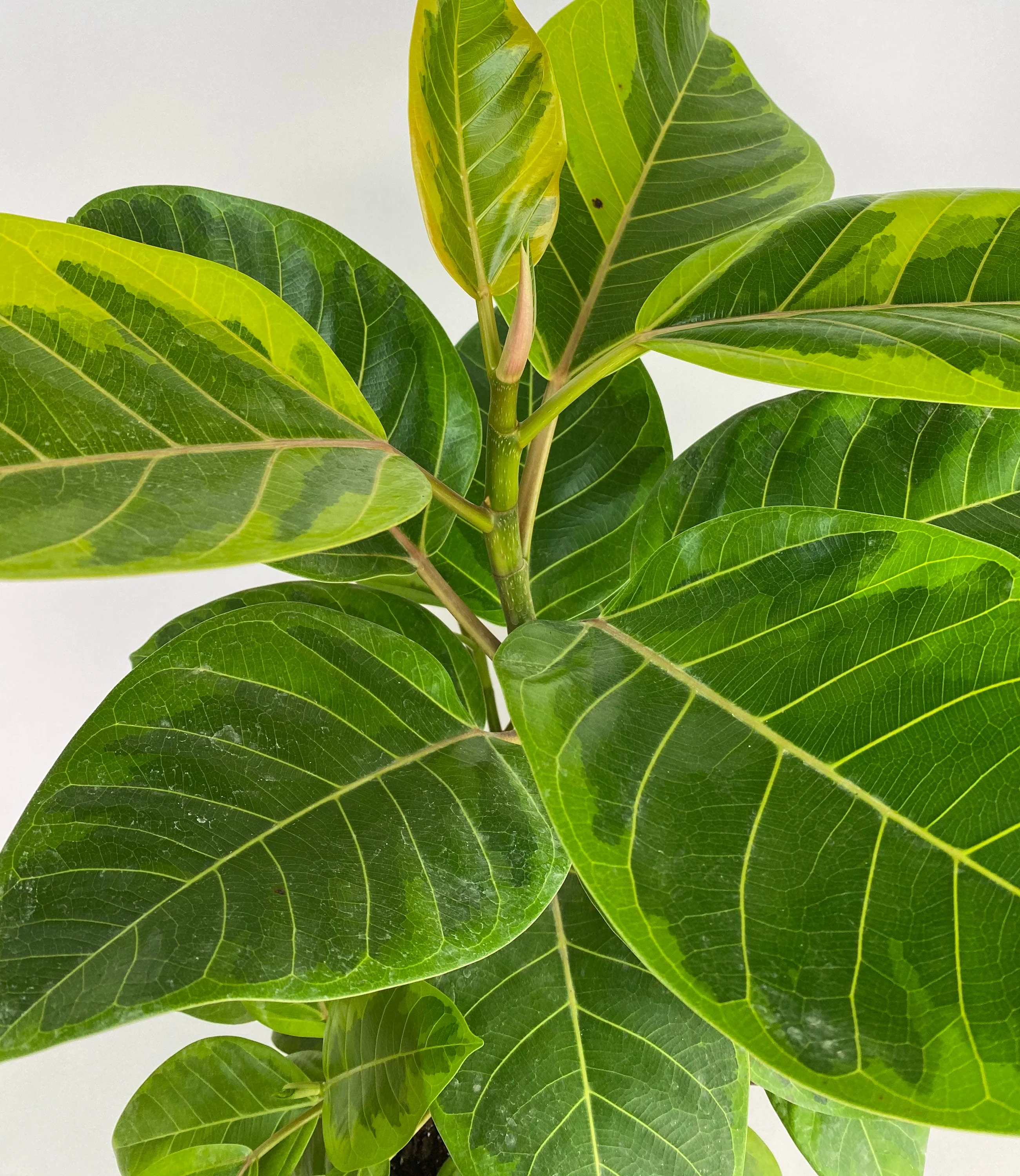 Ficus Altissima Tree Form Multibranch, Variegated Yellow Gem Rubber Tree - Image 4