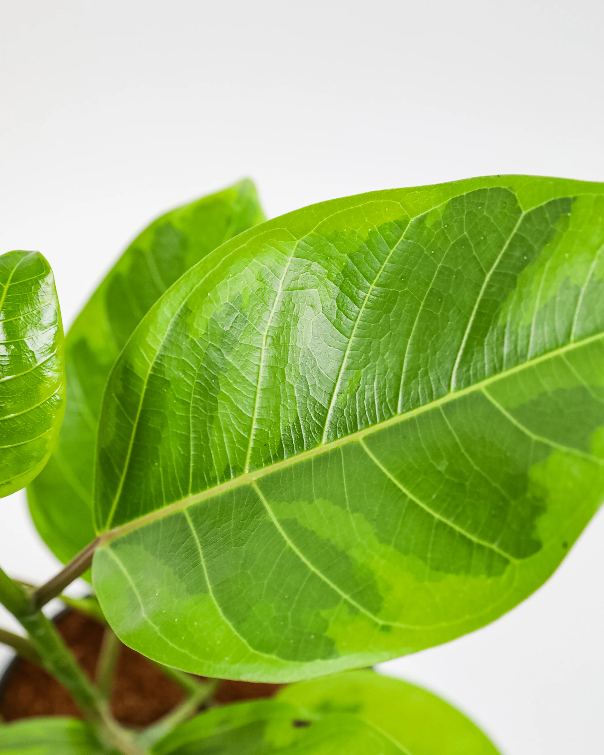 Ficus Altissima Tree Form Multibranch, Variegated Yellow Gem Rubber Tree - Image 5