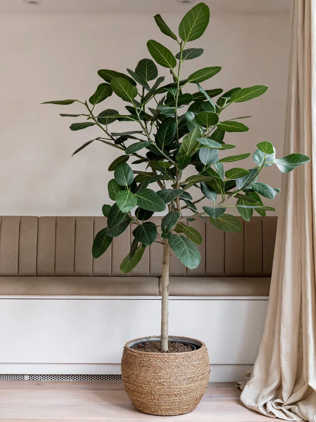 Ficus Audrey Tree Form Single Stem, Ficus Benghalensisis Bengal Fig - Image 10