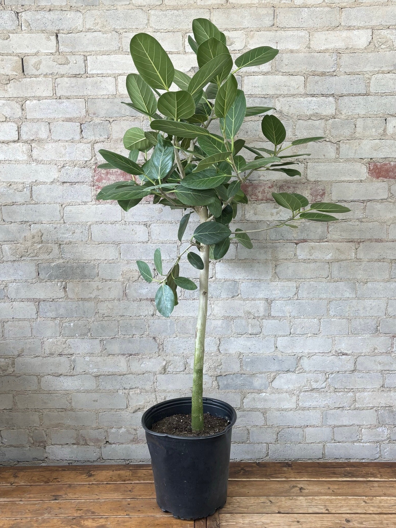 Ficus Audrey Tree Form Single Stem, Ficus Benghalensisis Bengal Fig - Image 11