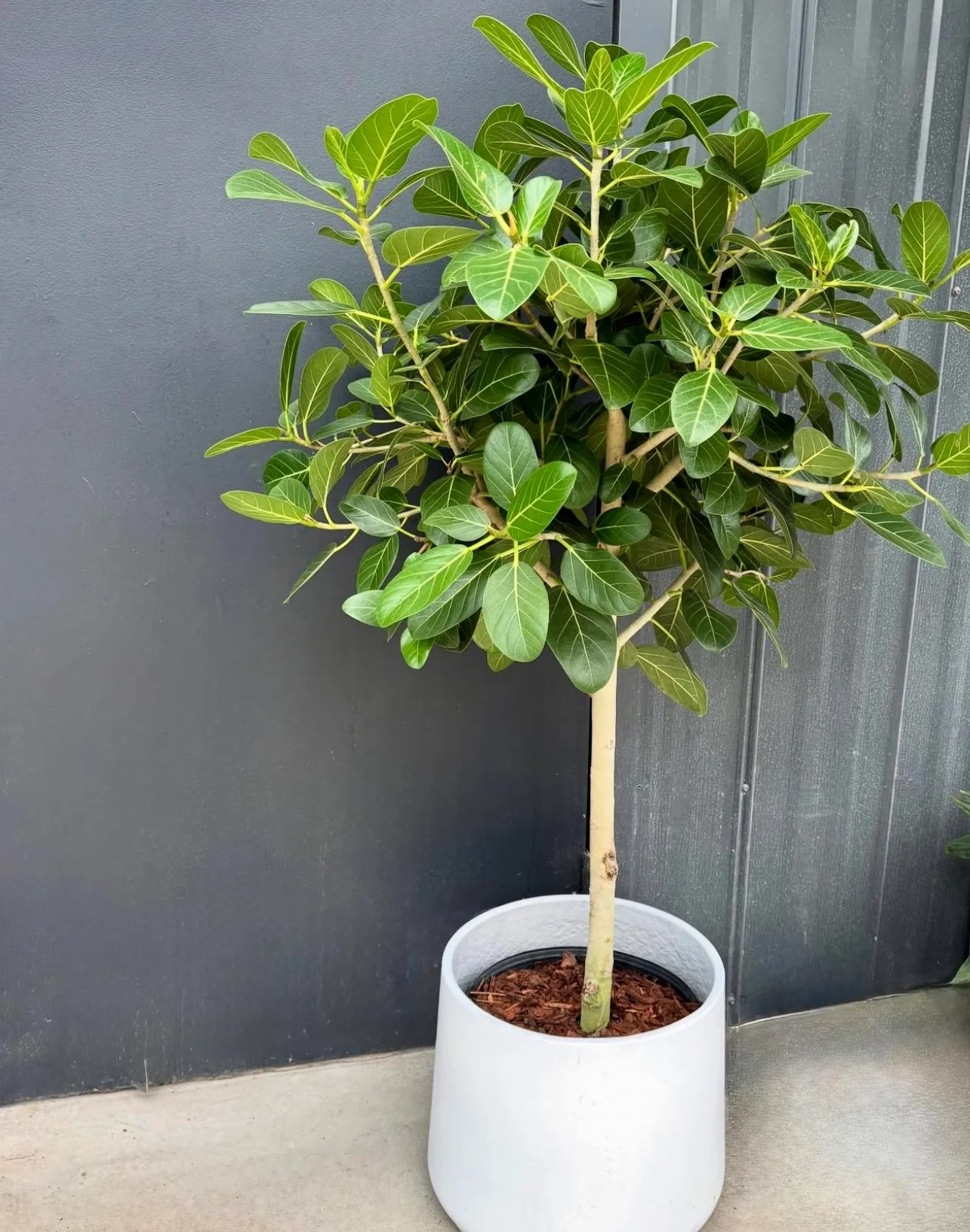 Ficus Audrey Tree Form Single Stem, Ficus Benghalensisis Bengal Fig - Image 4