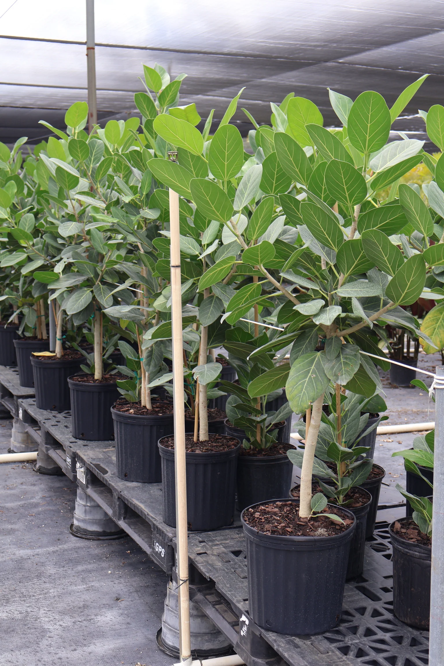 Ficus Audrey Tree Form Single Stem, Ficus Benghalensisis Bengal Fig - Image 5