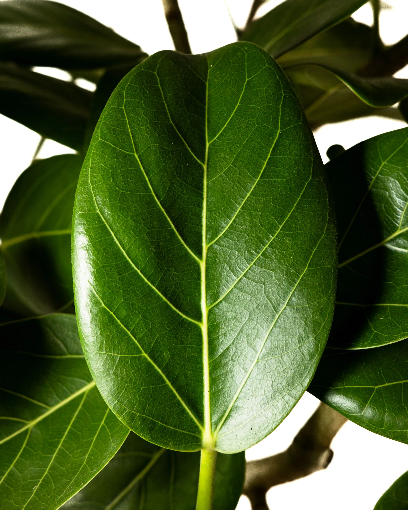 Ficus Audrey Tree Form Single Stem, Ficus Benghalensisis Bengal Fig - Image 7