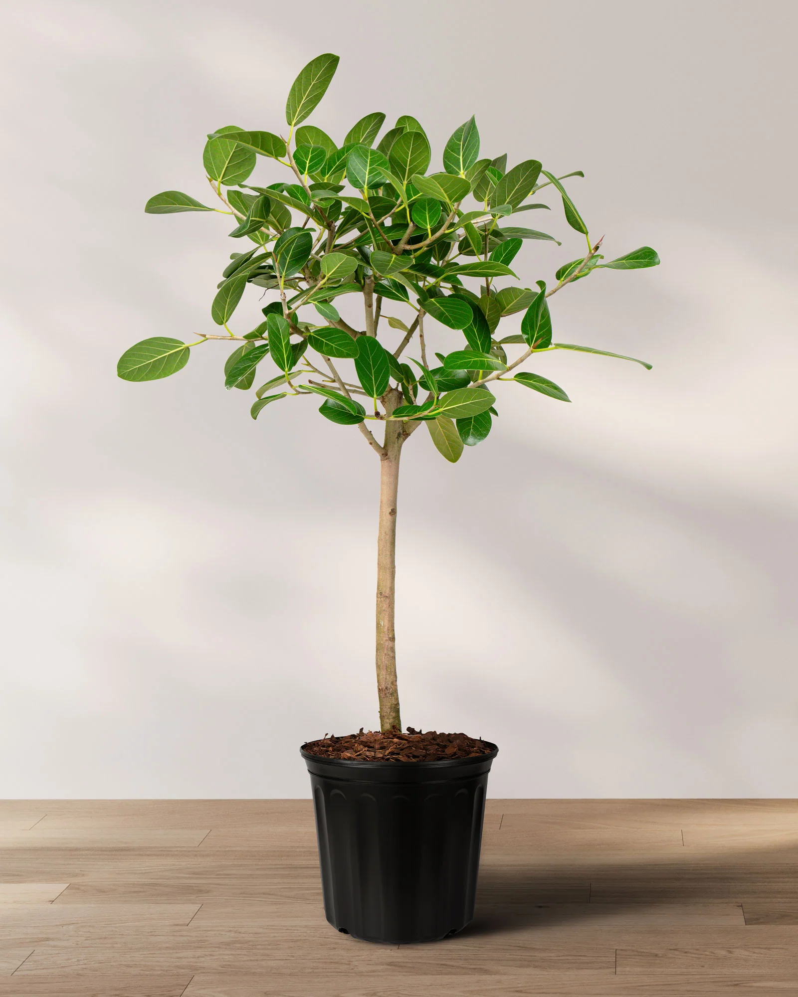 Ficus Audrey Tree Form Single Stem, Ficus Benghalensisis Bengal Fig - Image 8