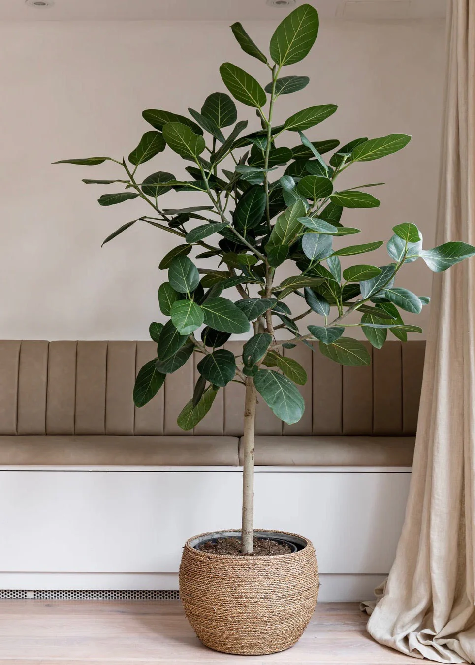 Ficus Banyan Tree Form Single Stem, Ficus Benghalensisis - Image 3