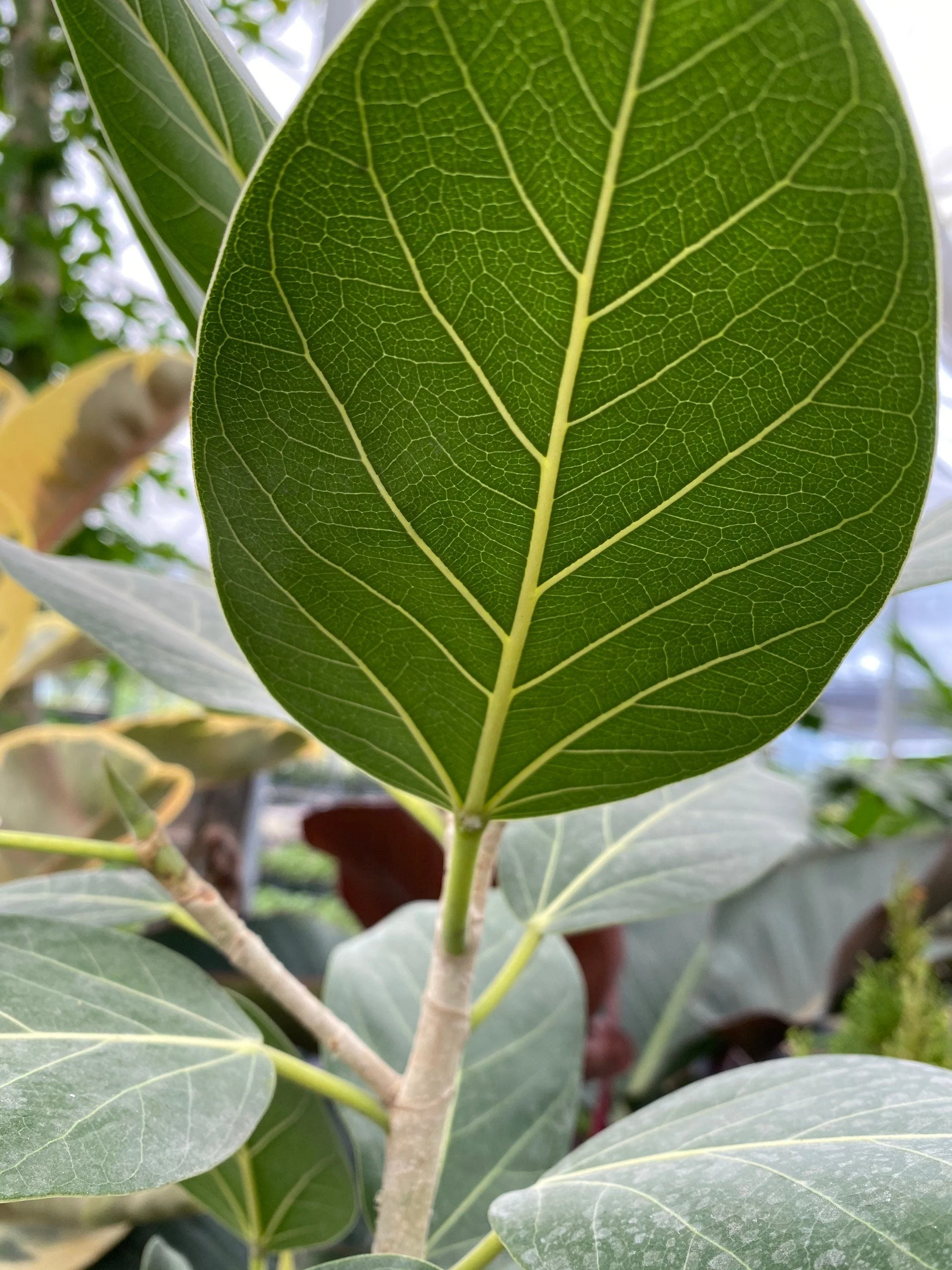 Ficus Banyan Tree Form Single Stem, Ficus Benghalensisis - Image 4