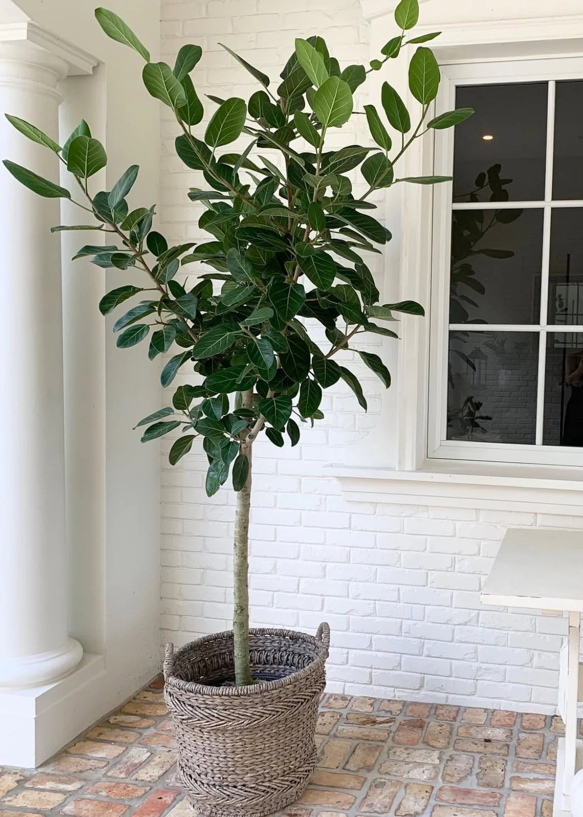 Ficus Banyan Tree Form Single Stem, Ficus Benghalensisis - Image 7