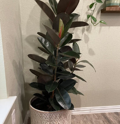 Ficus Burgundy Bush, Rubber Tree - Image 10