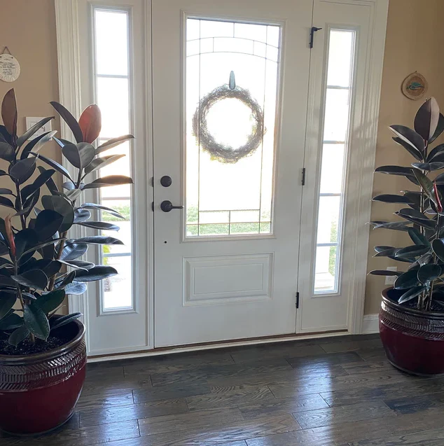 Ficus Burgundy Bush, Rubber Tree - Image 11