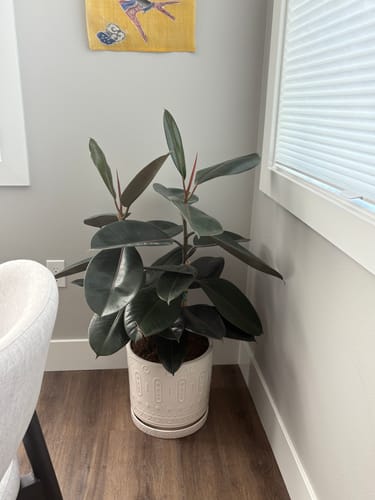 Ficus Burgundy Bush, Rubber Tree - Image 12