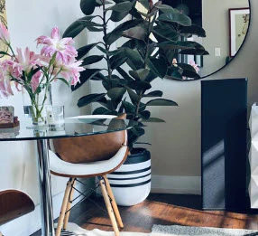 Ficus Burgundy Bush, Rubber Tree - Image 3
