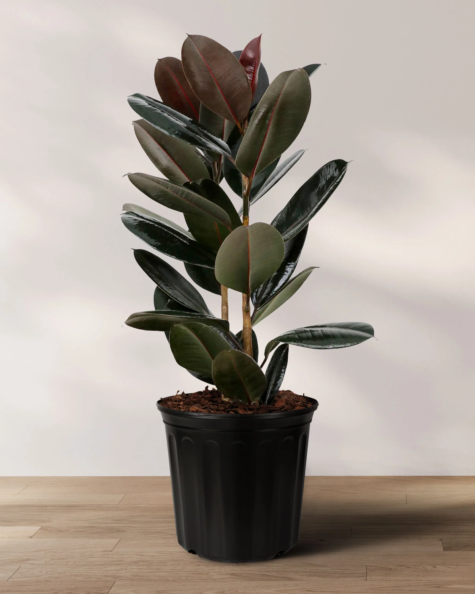 Ficus Burgundy Bush, Rubber Tree - Image 4