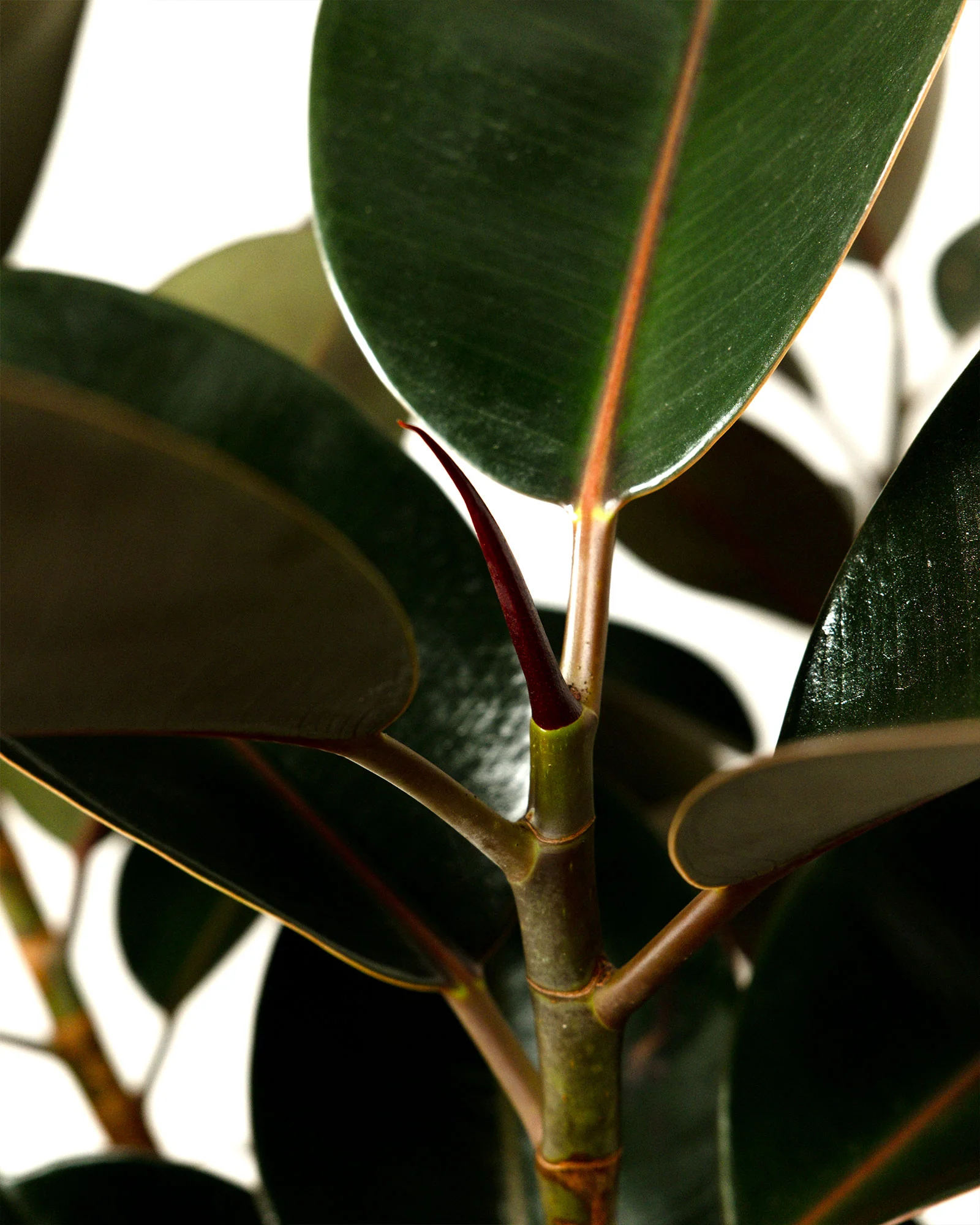 Ficus Burgundy Bush, Rubber Tree - Image 5