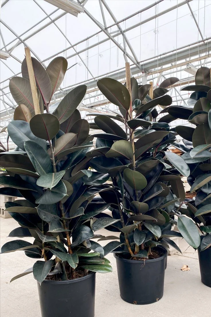 Ficus Burgundy Bush, Rubber Tree - Image 7