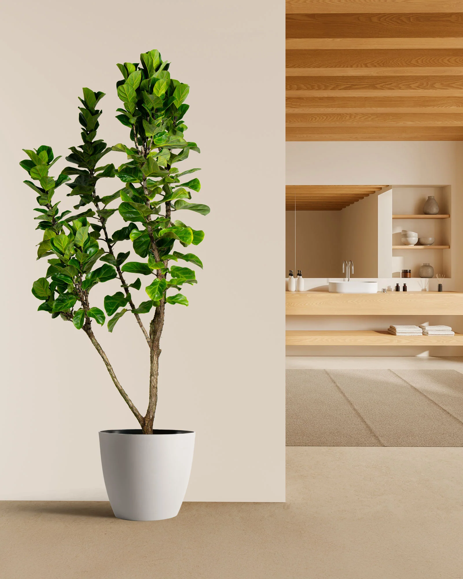 Ficus Bambino Tree Form Single Stem, Fiddle Leaf Fig Tree - Image 4