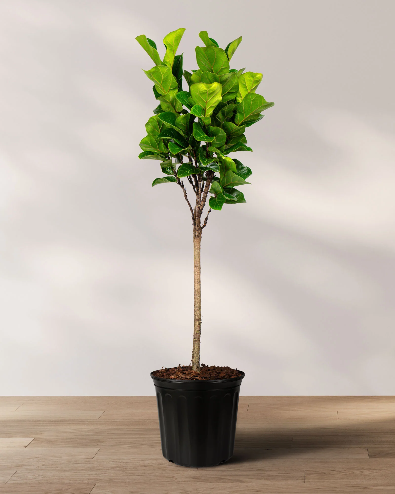 Ficus Bambino Tree Form Single Stem, Fiddle Leaf Fig Tree - Image 5