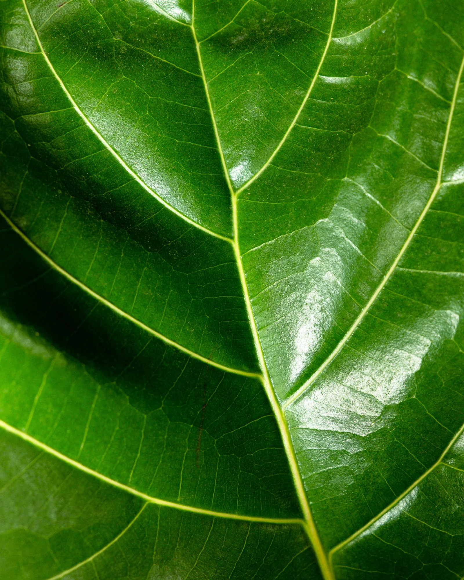 Ficus Bambino Tree Form Single Stem, Fiddle Leaf Fig Tree - Image 6