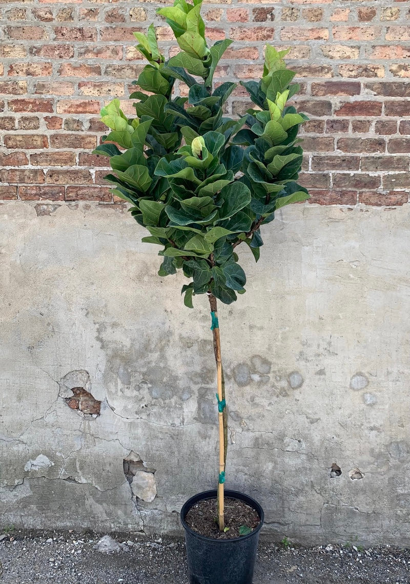Ficus Bambino Tree Form Single Stem, Fiddle Leaf Fig Tree - Image 7