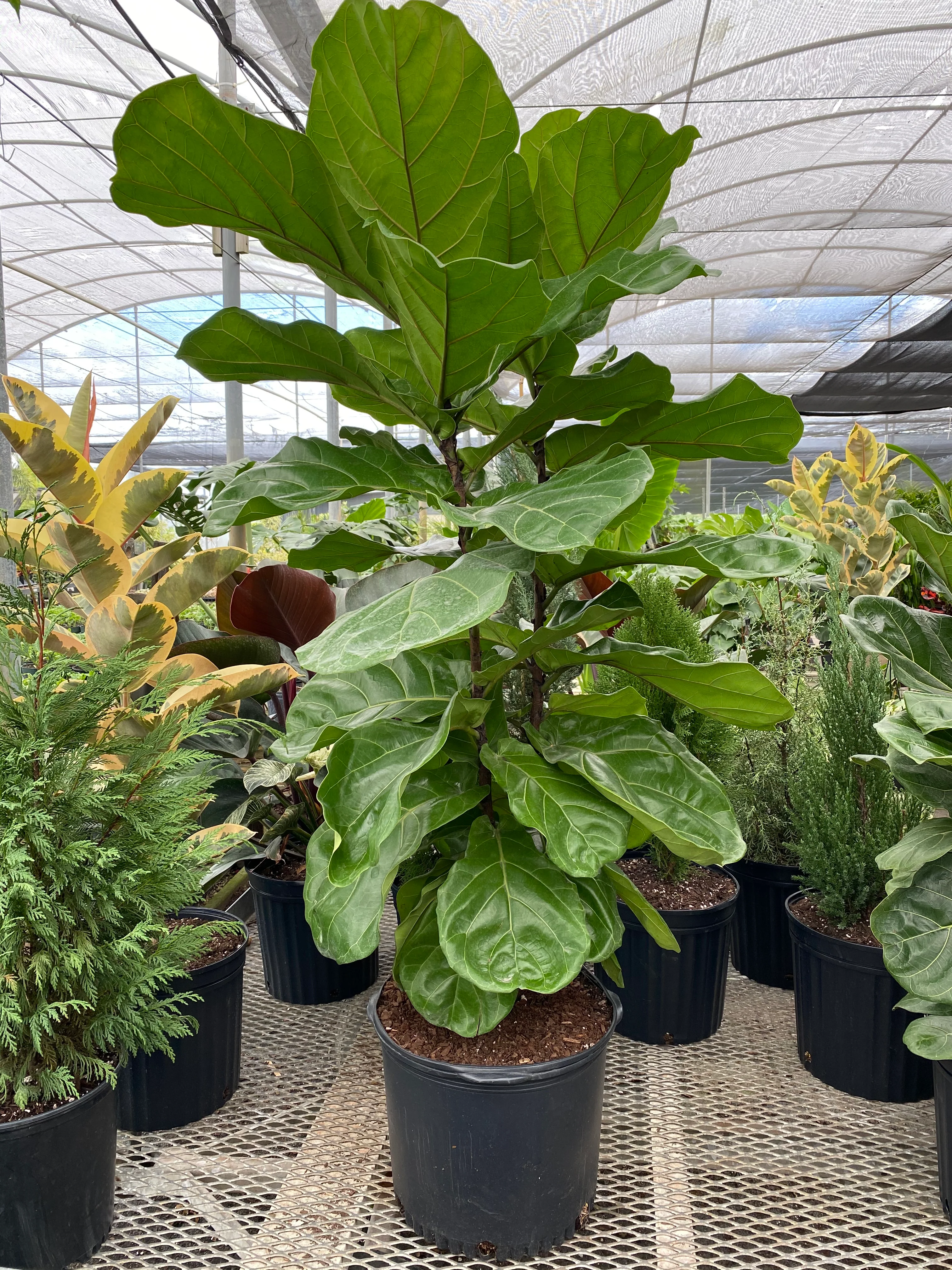 Ficus Lyrata Bush Form, Fiddle Leaf Fig Tree - Image 3