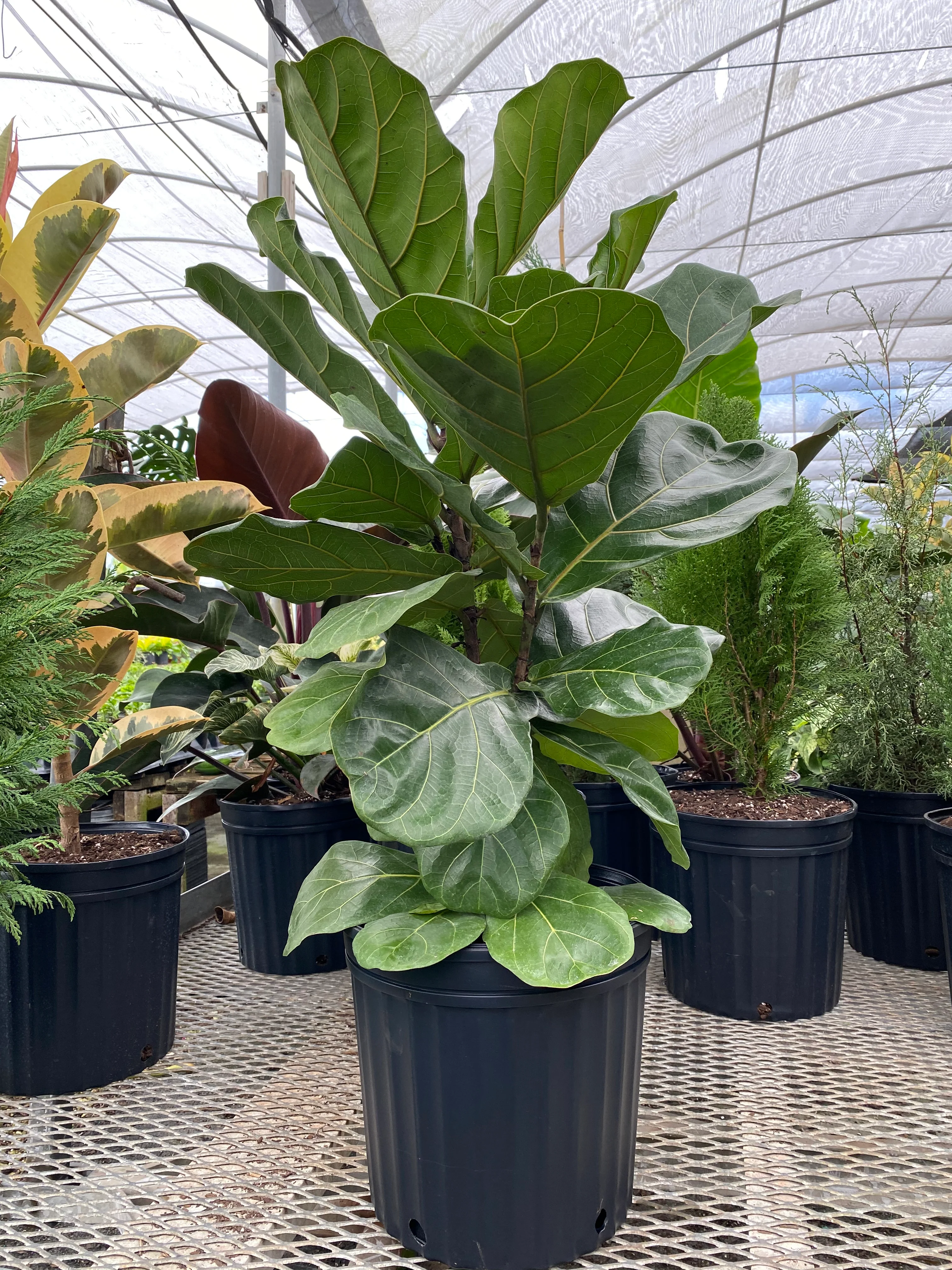Ficus Lyrata Bush Form, Fiddle Leaf Fig Tree - Image 4