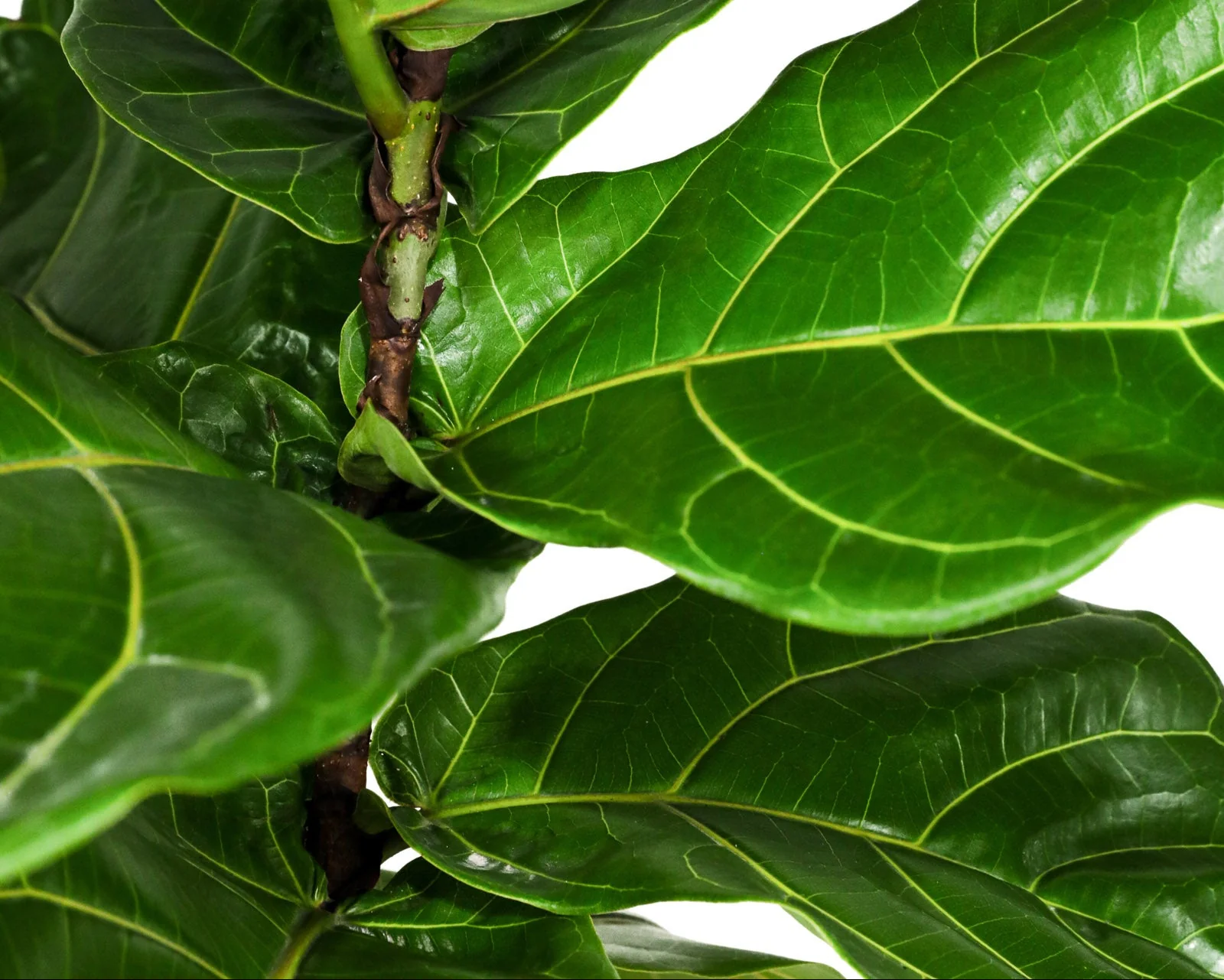 Ficus Lyrata Bush Form, Fiddle Leaf Fig Tree - Image 7