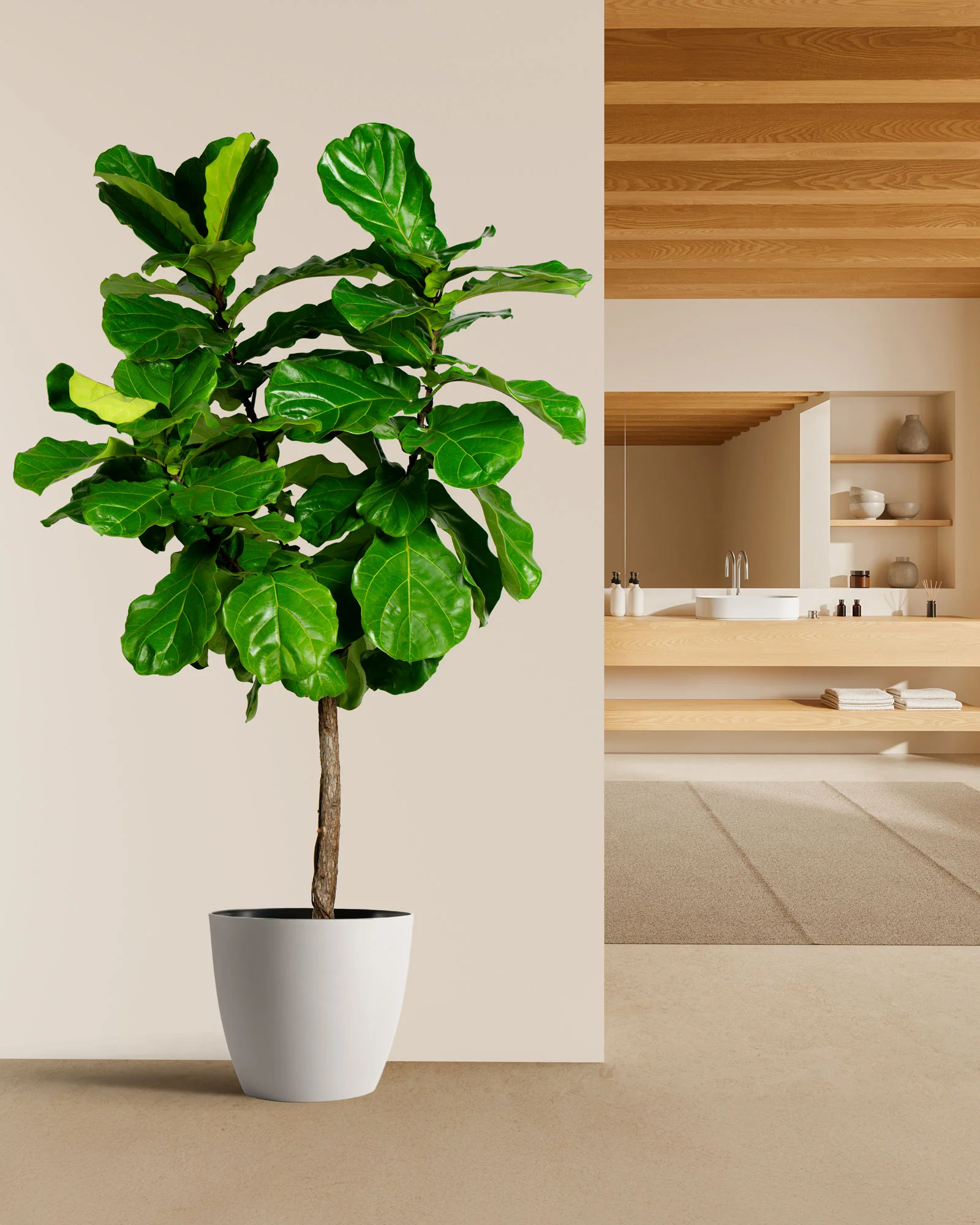 Ficus Lyrata Tree Form Single Stem, Fiddle Leaf Fig Tree - Image 5