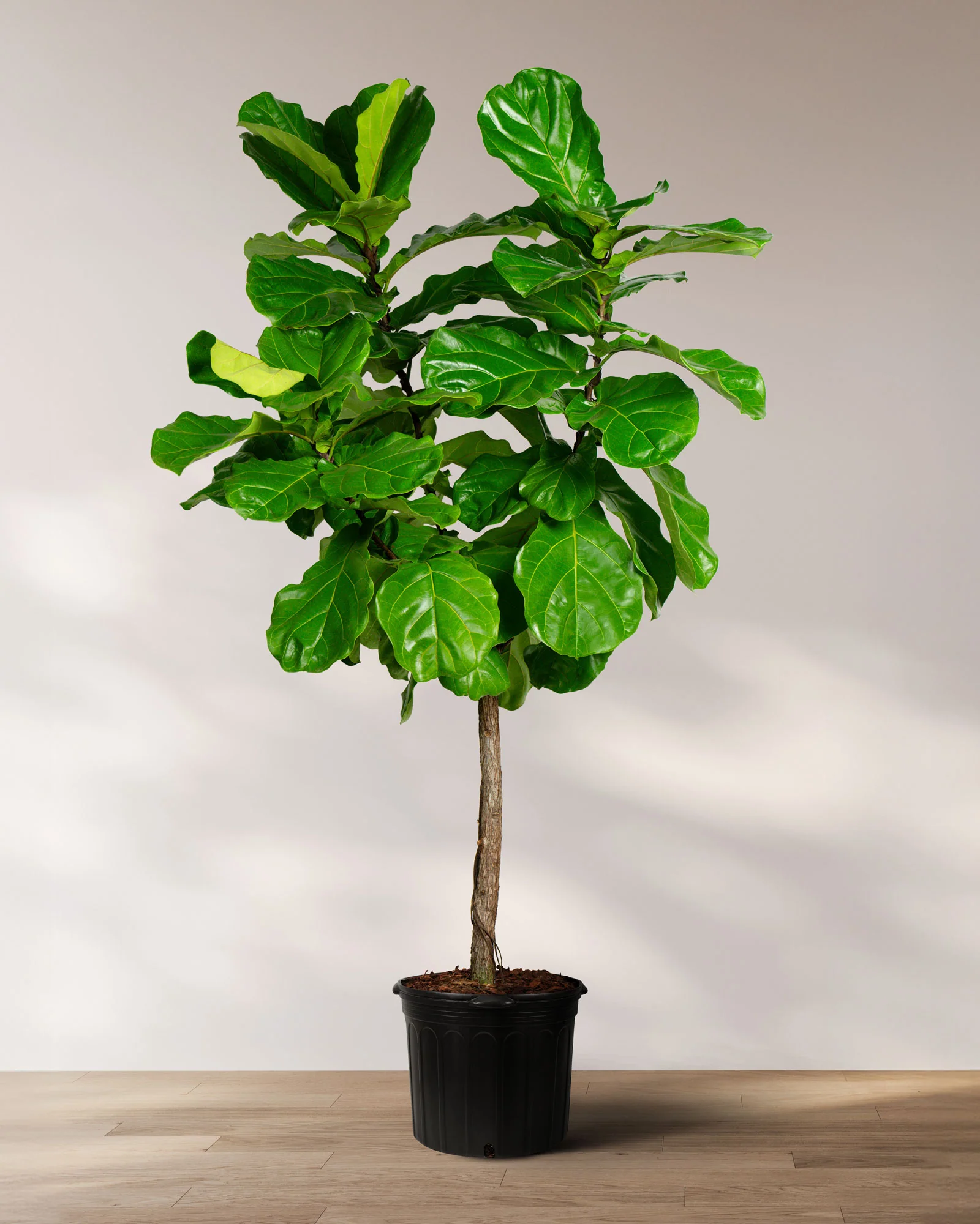 Ficus Lyrata Tree Form Single Stem, Fiddle Leaf Fig Tree - Image 6