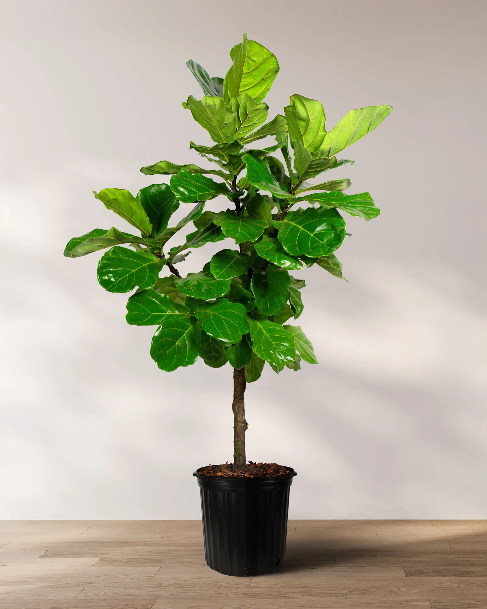 Ficus Lyrata Tree Form Single Stem, Fiddle Leaf Fig Tree - Image 7