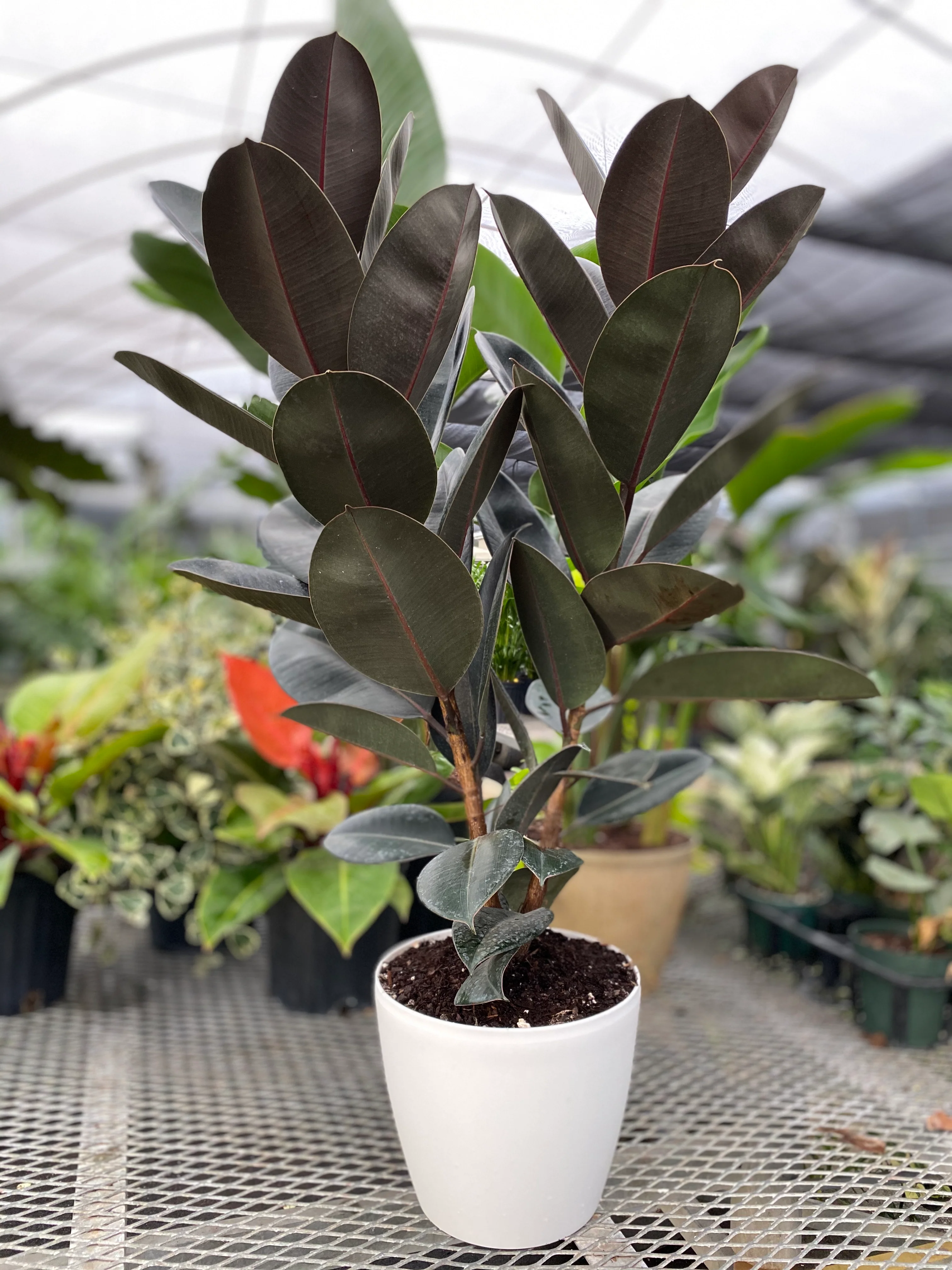 Ficus Burgundy Tree Form Multi-branch, Single Stem Rubber Tree - Image 3