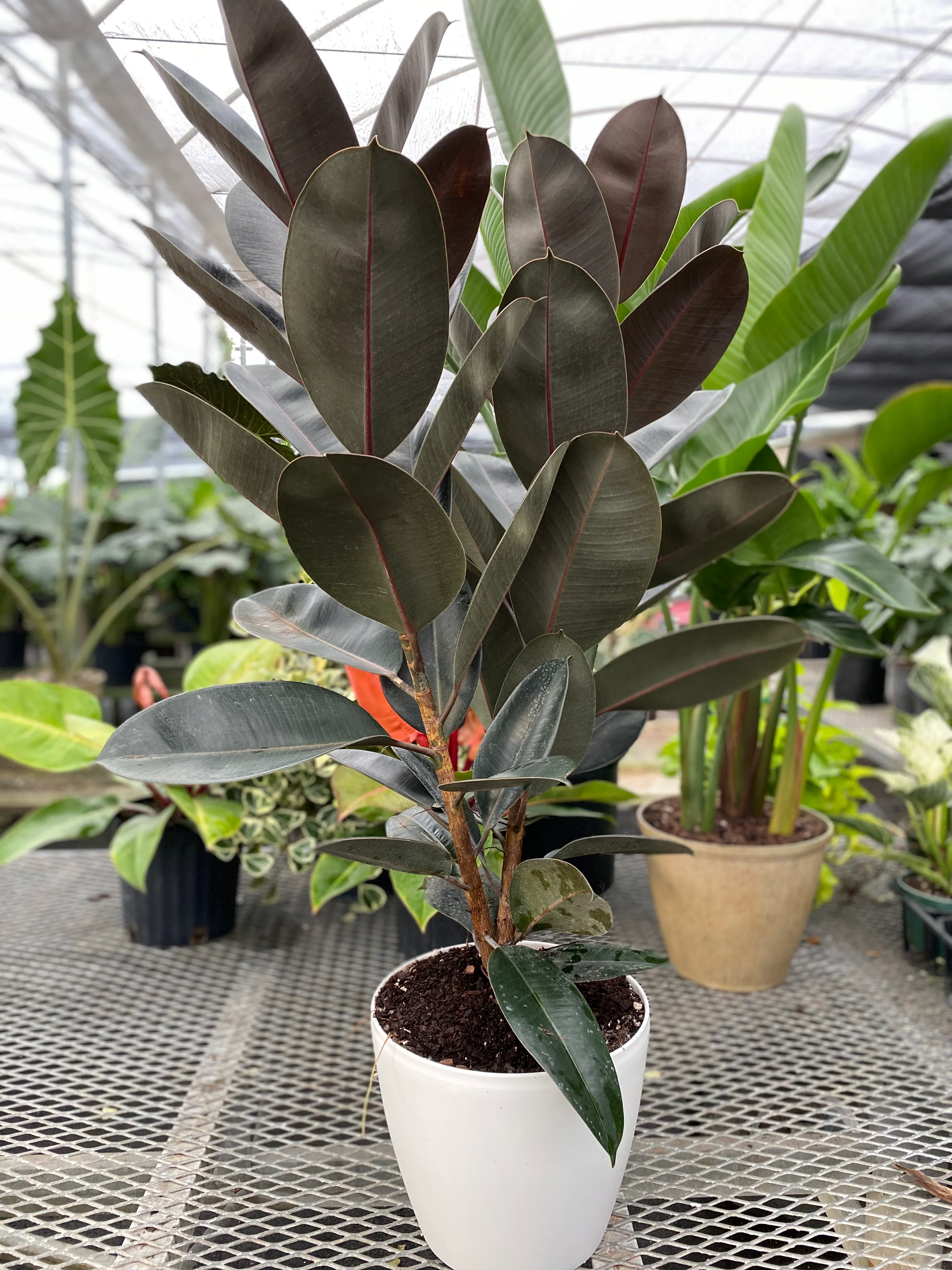 Ficus Burgundy Tree Form Multi-branch, Single Stem Rubber Tree - Image 4