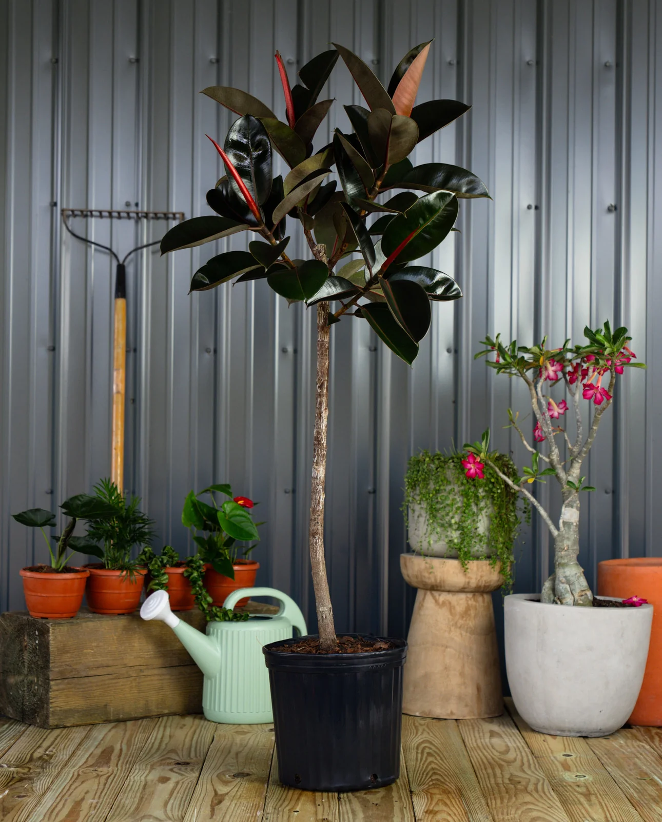 Ficus Burgundy Tree Form Single Stem, Rubber Tree - Image 3