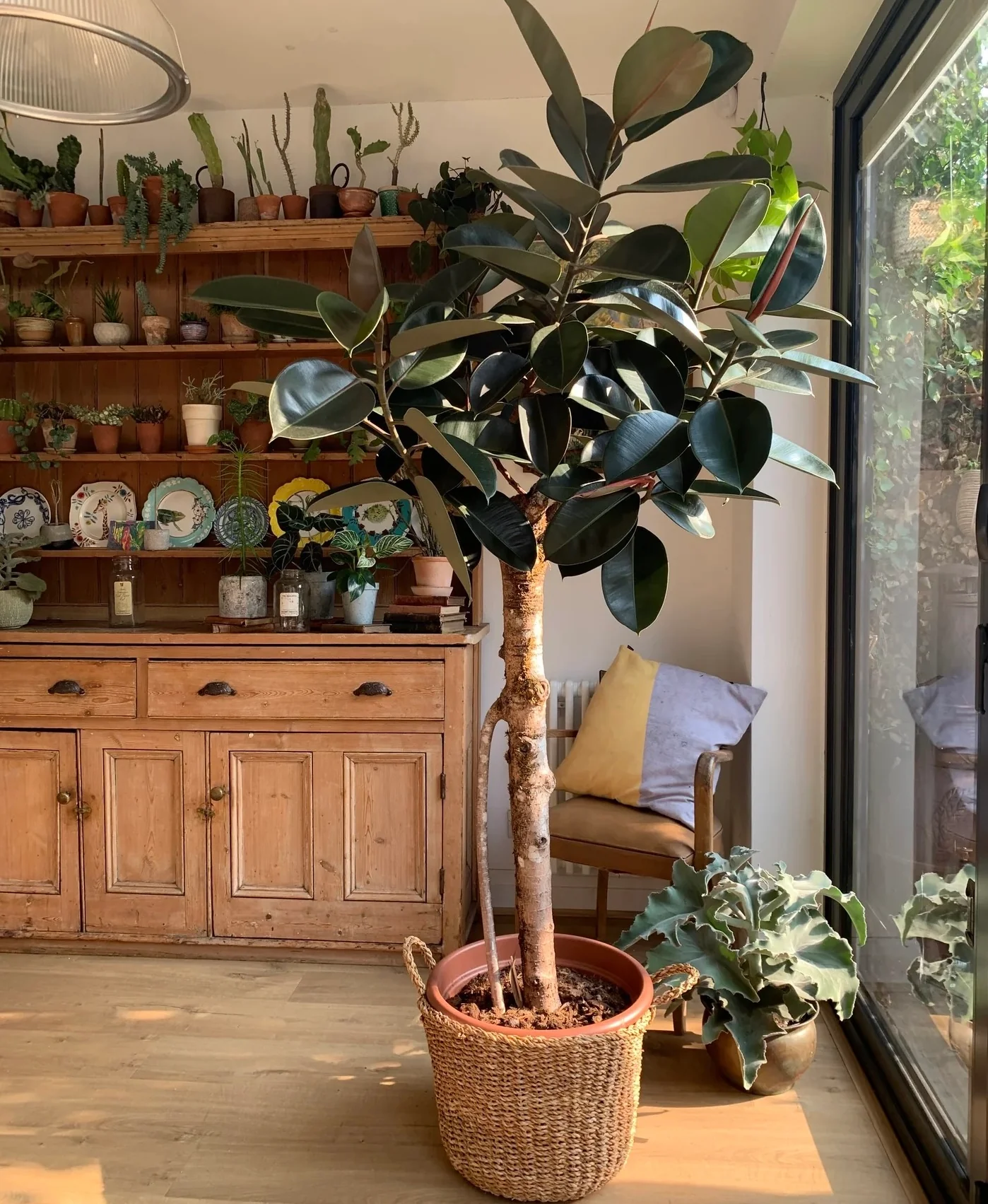 Ficus Burgundy Tree Form Single Stem, Rubber Tree - Image 5