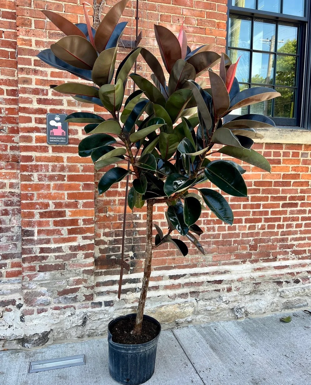 Ficus Burgundy Tree Form Single Stem, Rubber Tree - Image 6